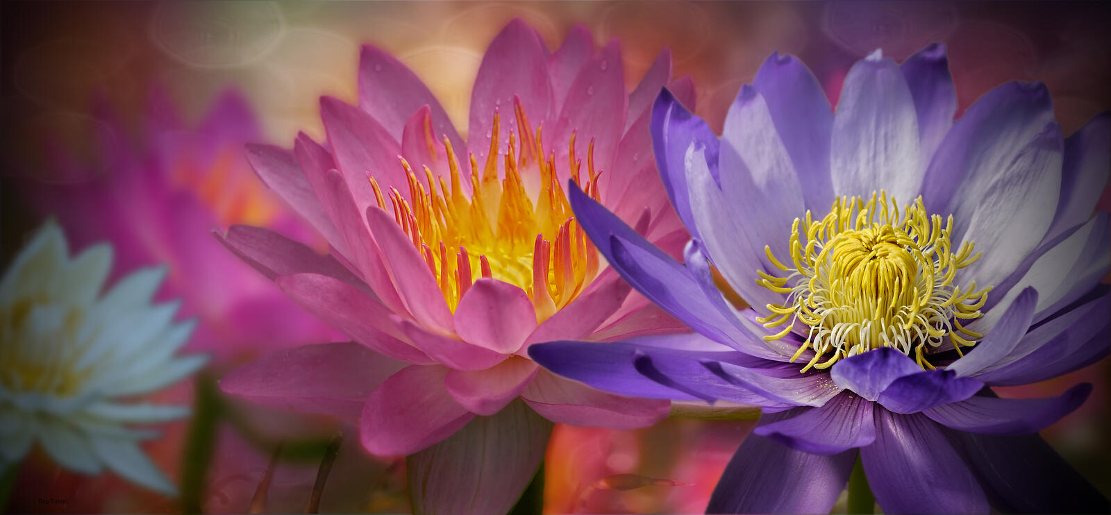 Wallpapers water lily view lotus red petals on the desktop