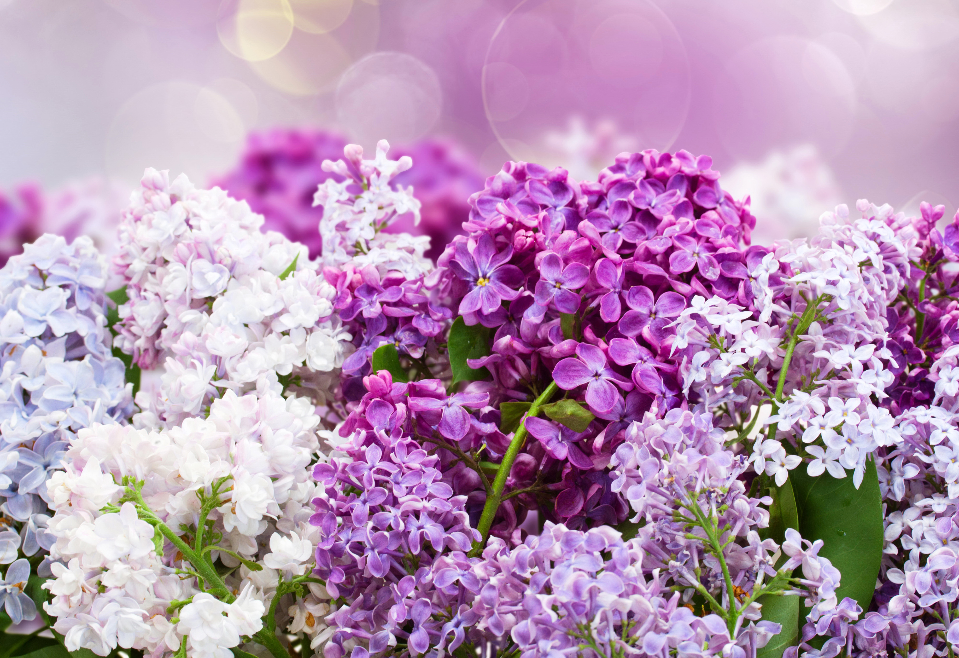 桌面上的壁纸丁香花束 紫花 植物群