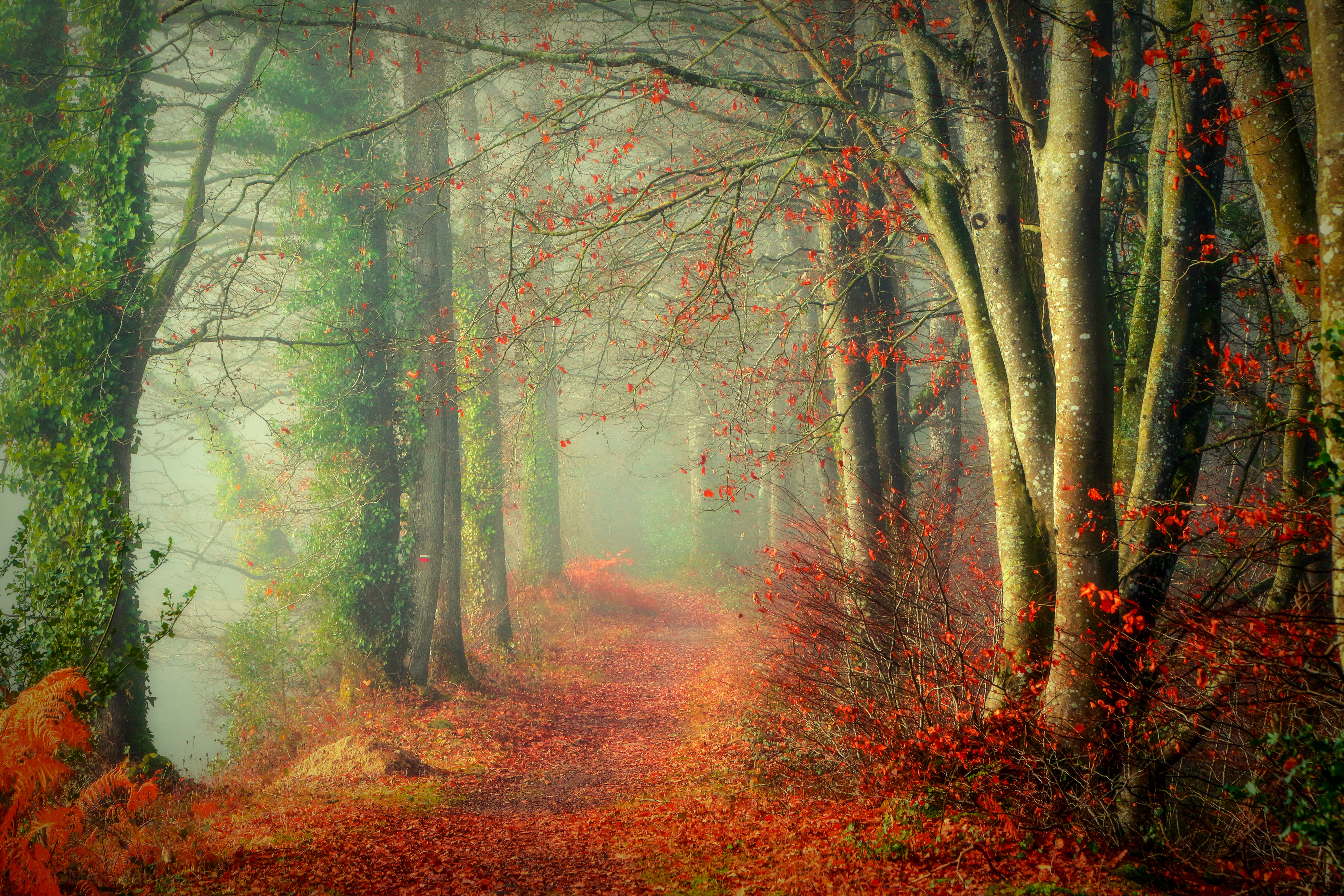 Wallpapers autumn leaves path fog on the desktop