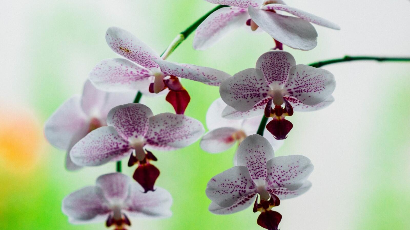 Обои ветки цветы фон орхидеи на рабочий стол