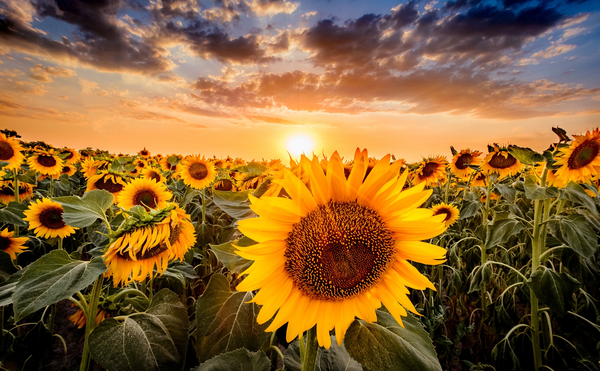 Wallpapers sunset sunflowers leaving the sun over the horizon on the desktop