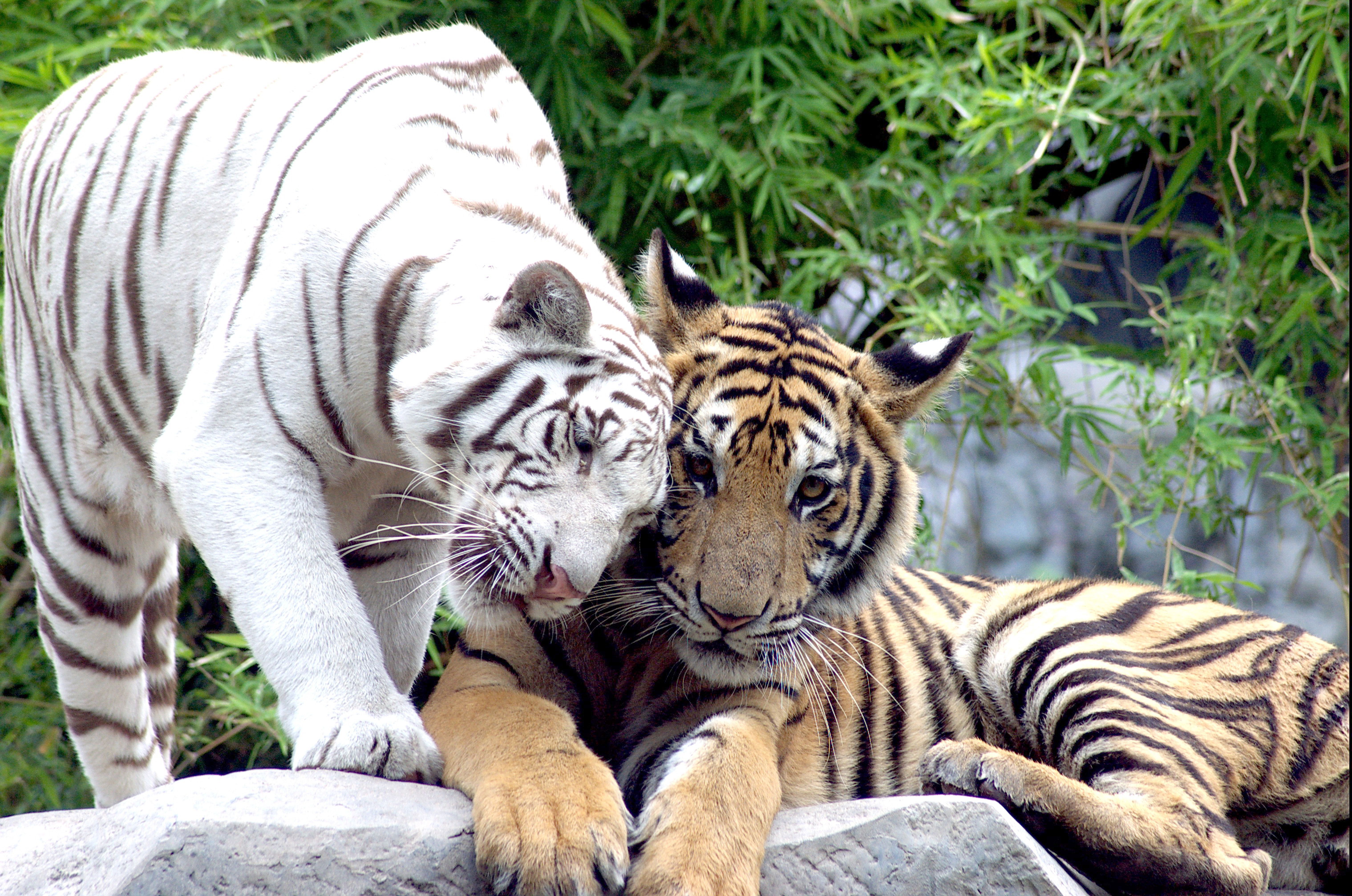 Animal pc. Бенгальский тигр. Амурский тигр и бенгальский тигр. Красивый тигр. Пара тигров.