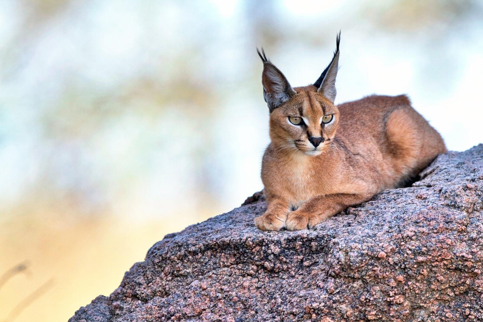 Wallpapers Caracal long ears cat sitting on the desktop