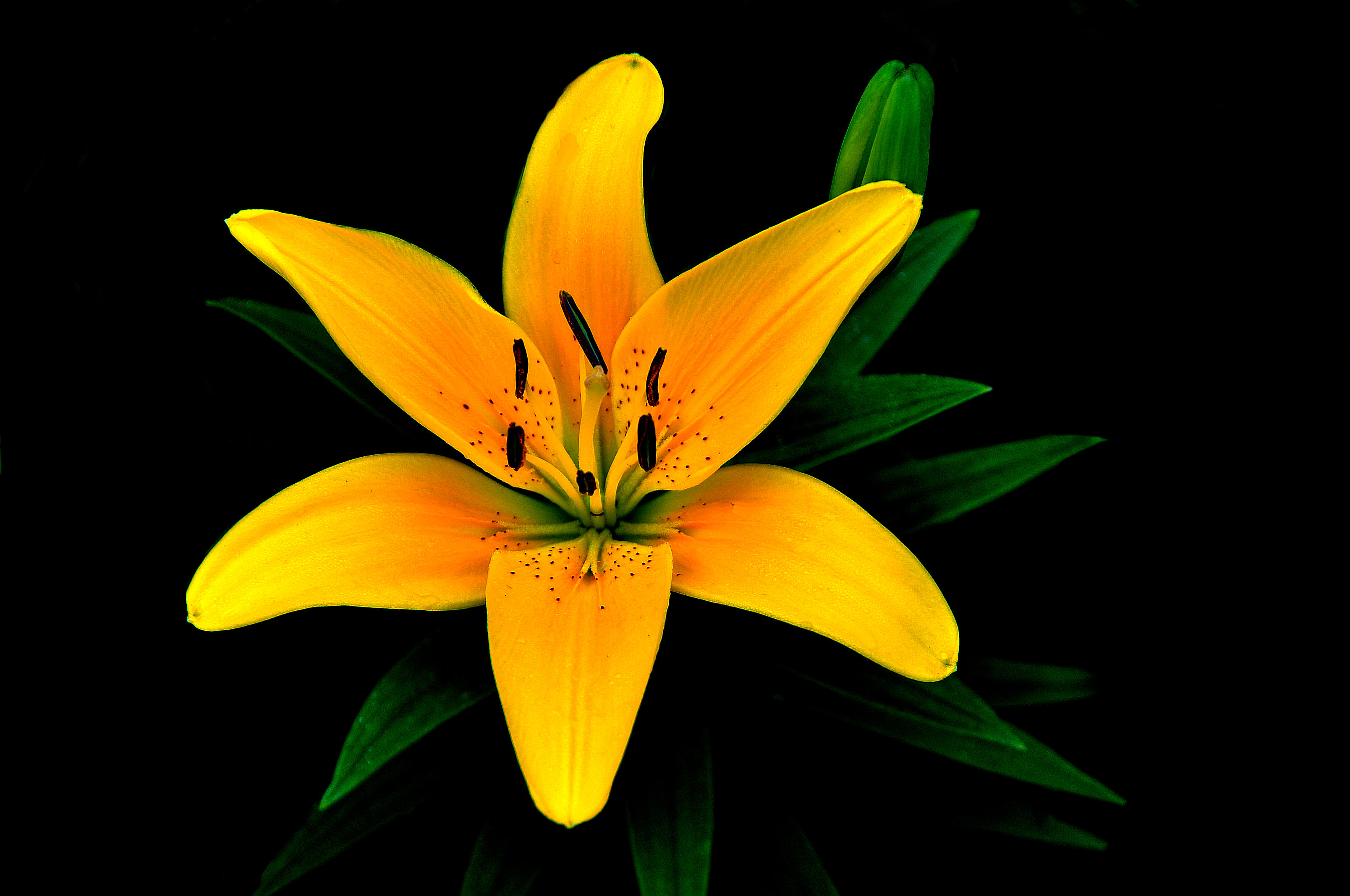Фото бесплатно флора, лилия, желтый цветок