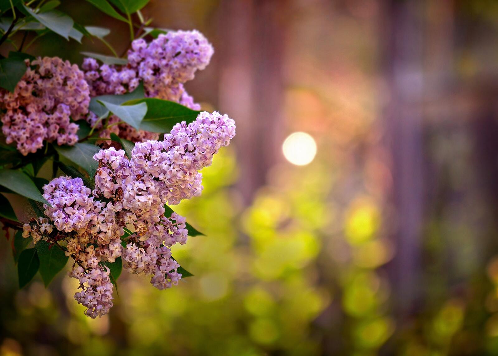 Wallpapers branch lilac flora on the desktop