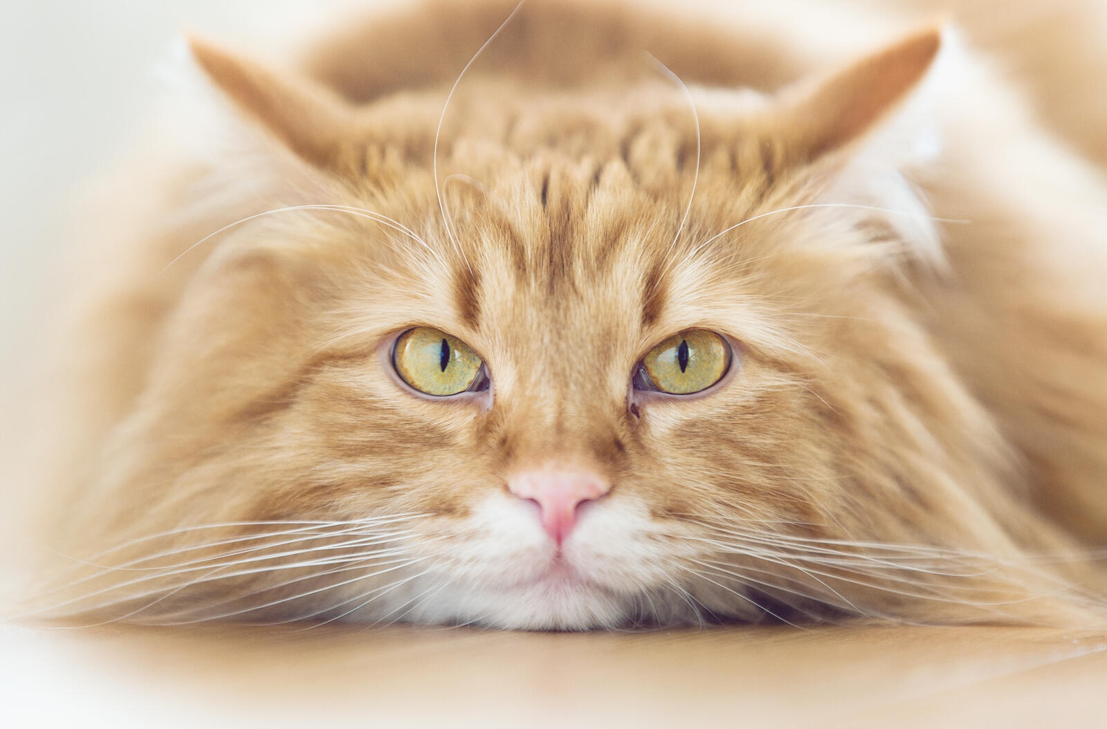 Wallpapers cat muzzle pet on the desktop