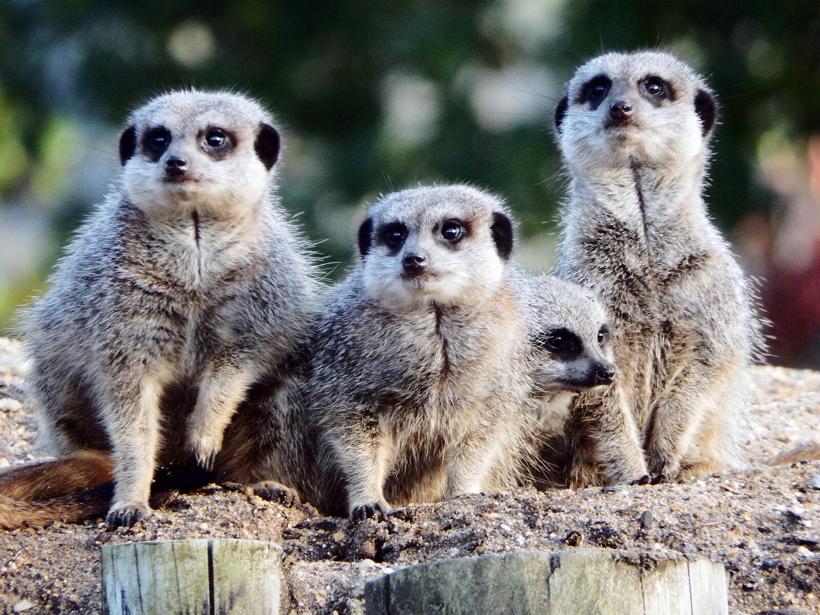 Free photo Cute meerkats