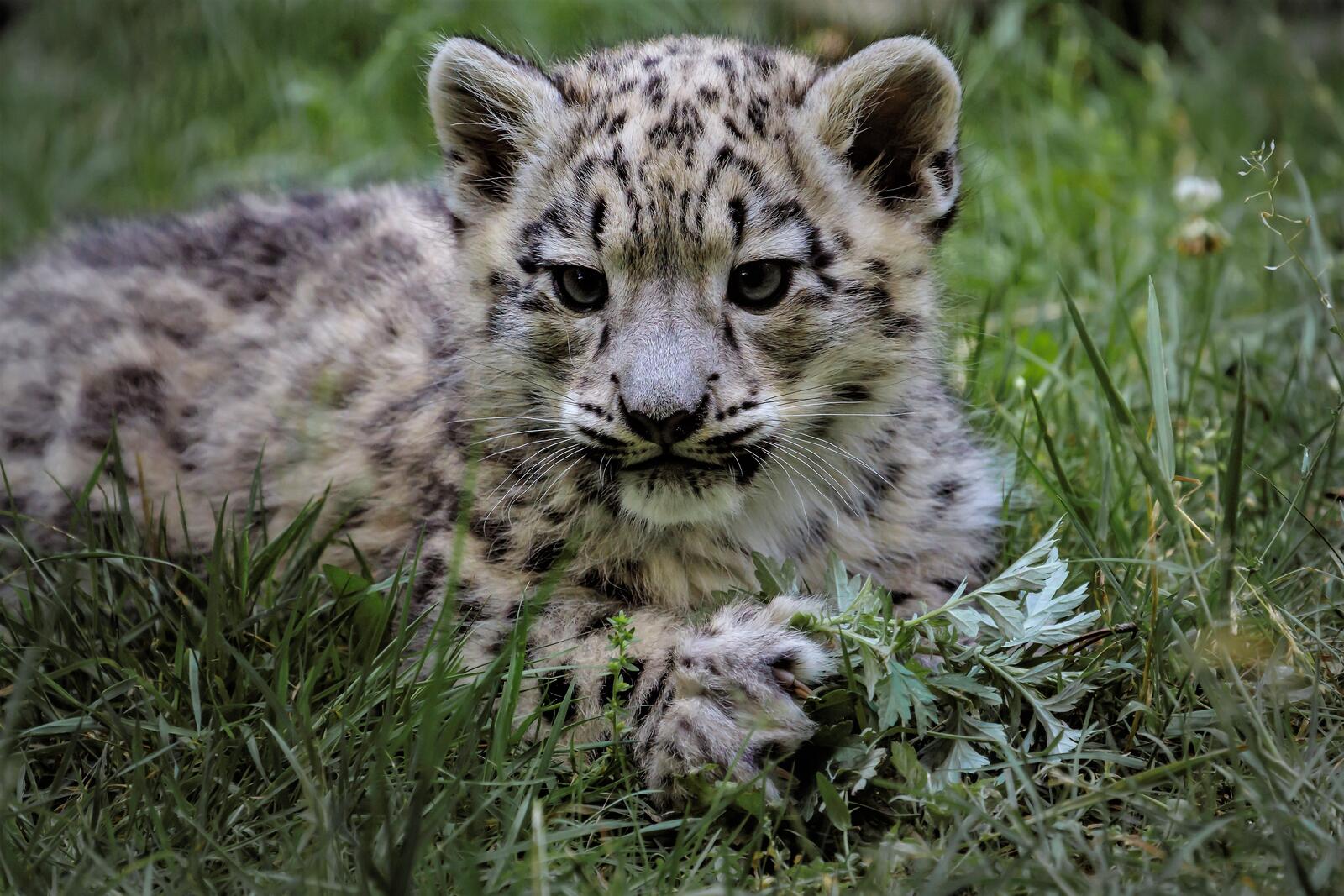 Wallpapers kitten zoo Young snow leopard on the desktop