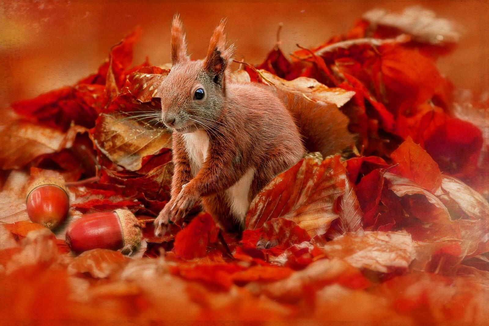 Wallpapers autumn squirrel autumn leaves on the desktop