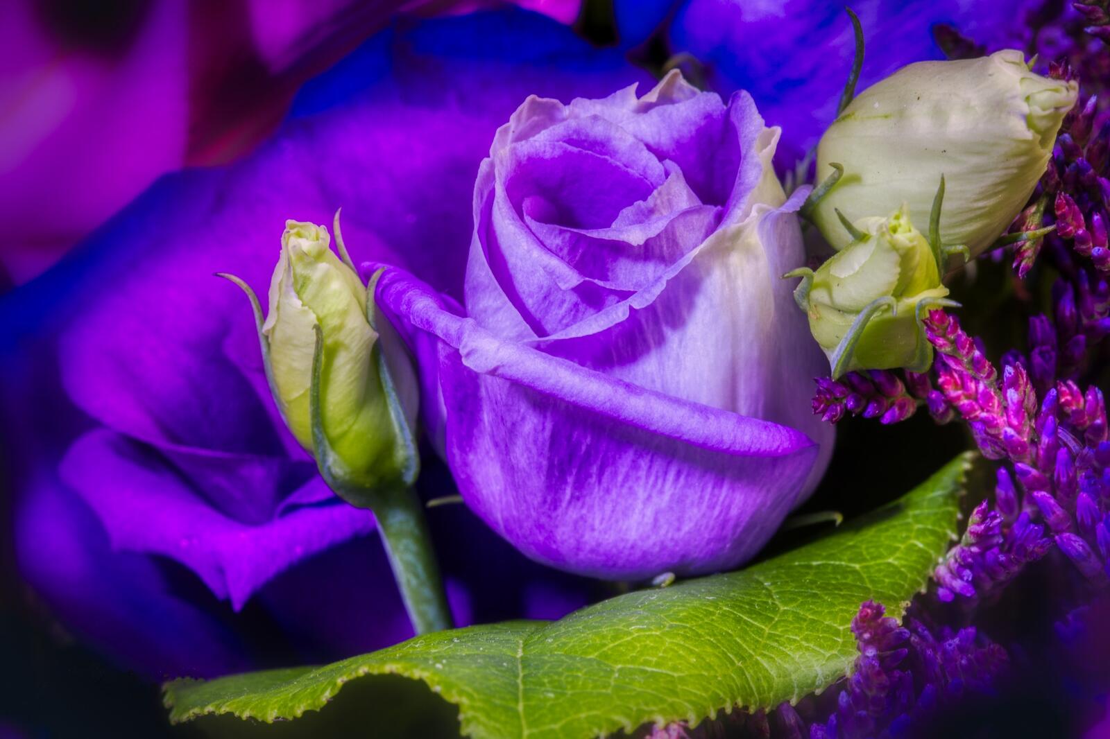 Бесплатное фото Бутон фиолетовой розы