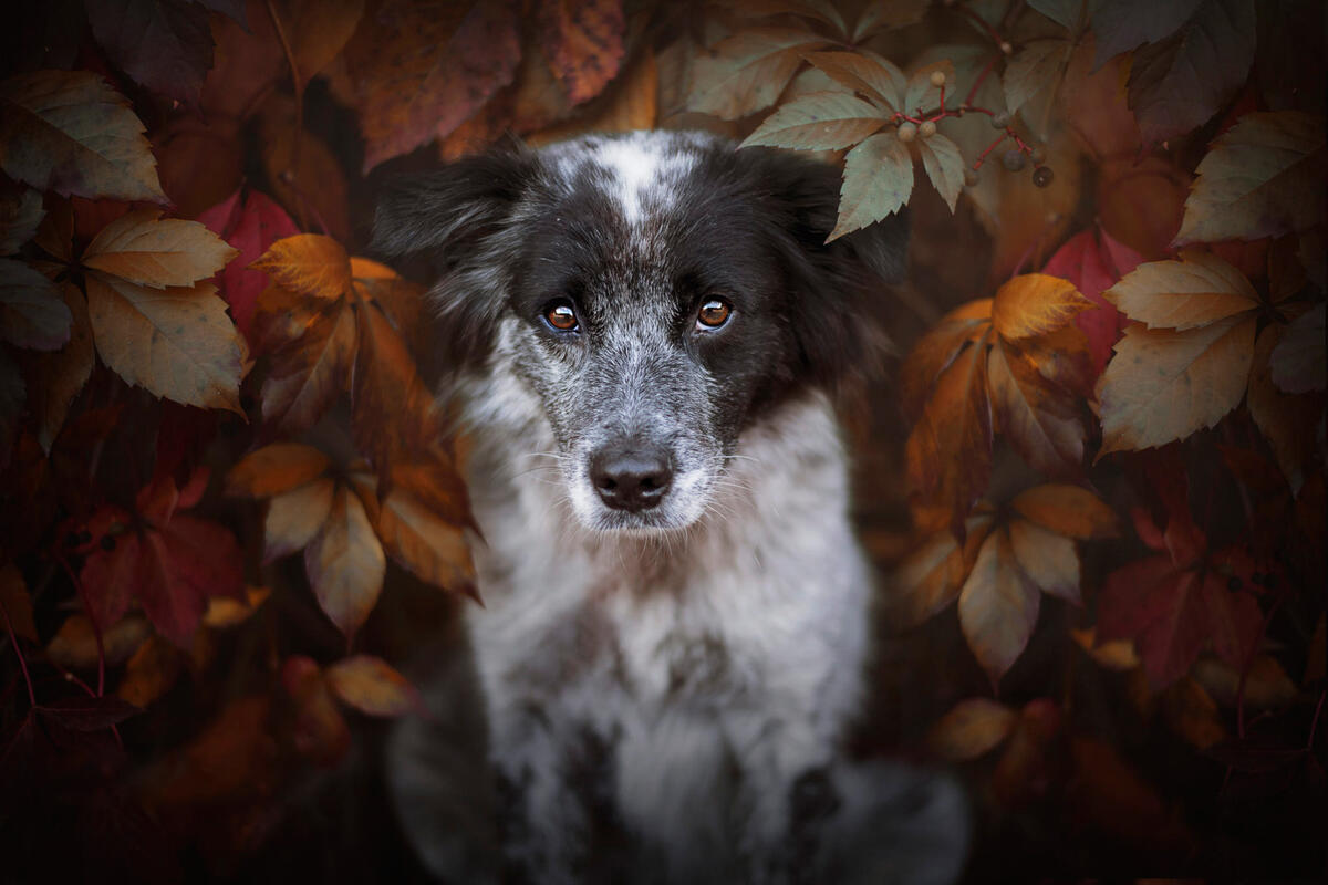 Dog in the leaves