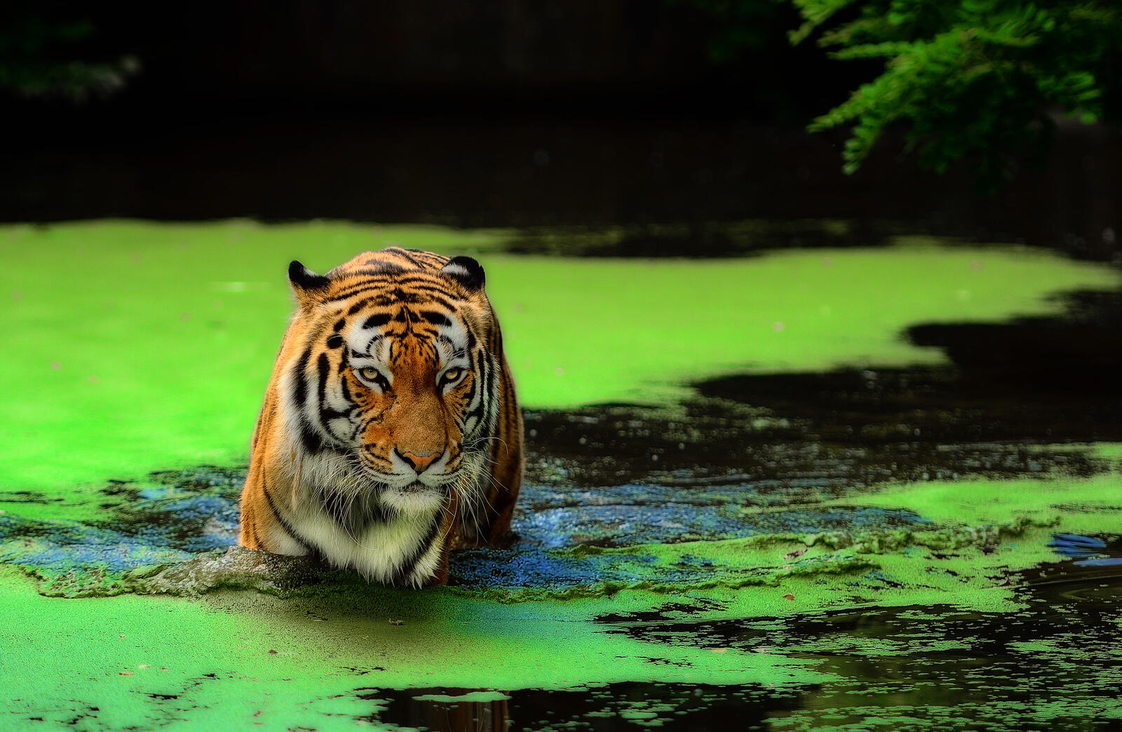 Wallpapers tiger in the swamp swamp water on the desktop