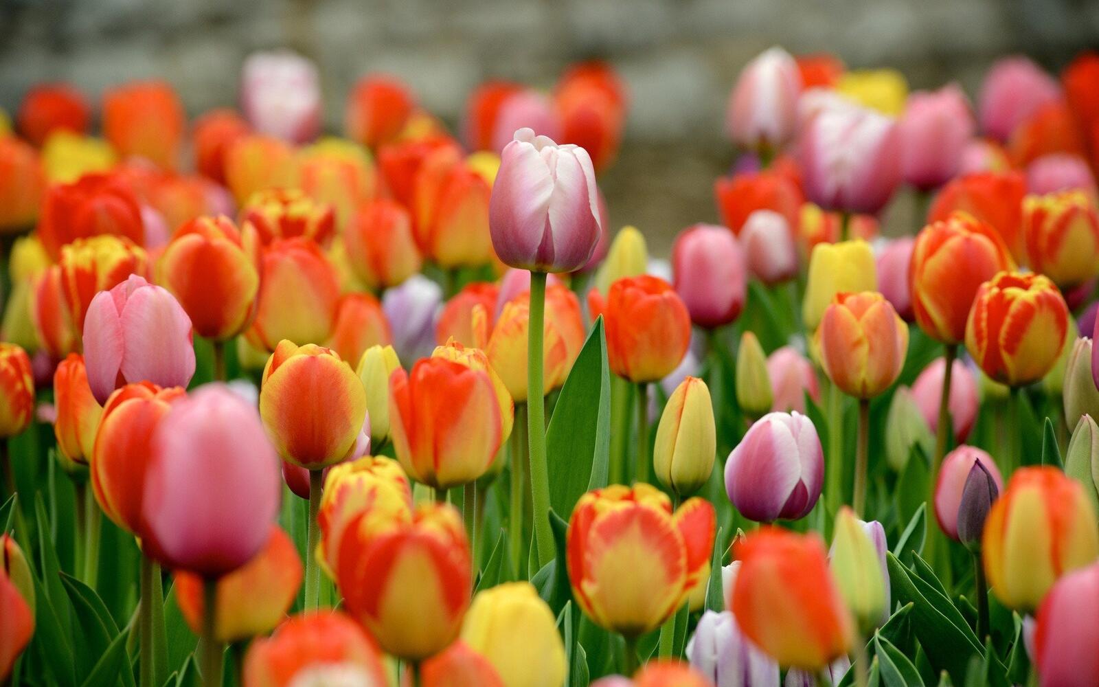 Wallpapers colorful tulips garden blurred on the desktop