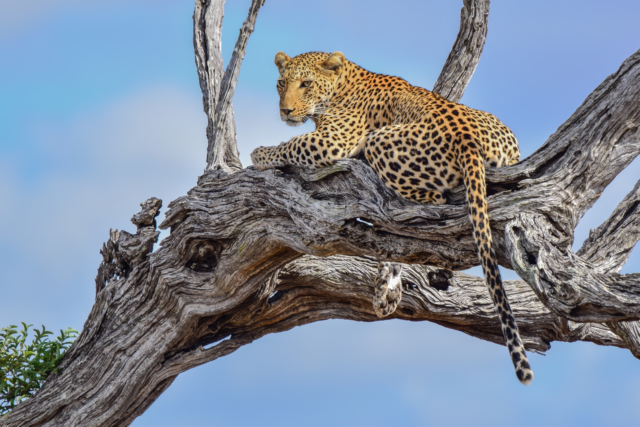 Обои Leopard in tree высохшее дерево хвост на рабочий стол