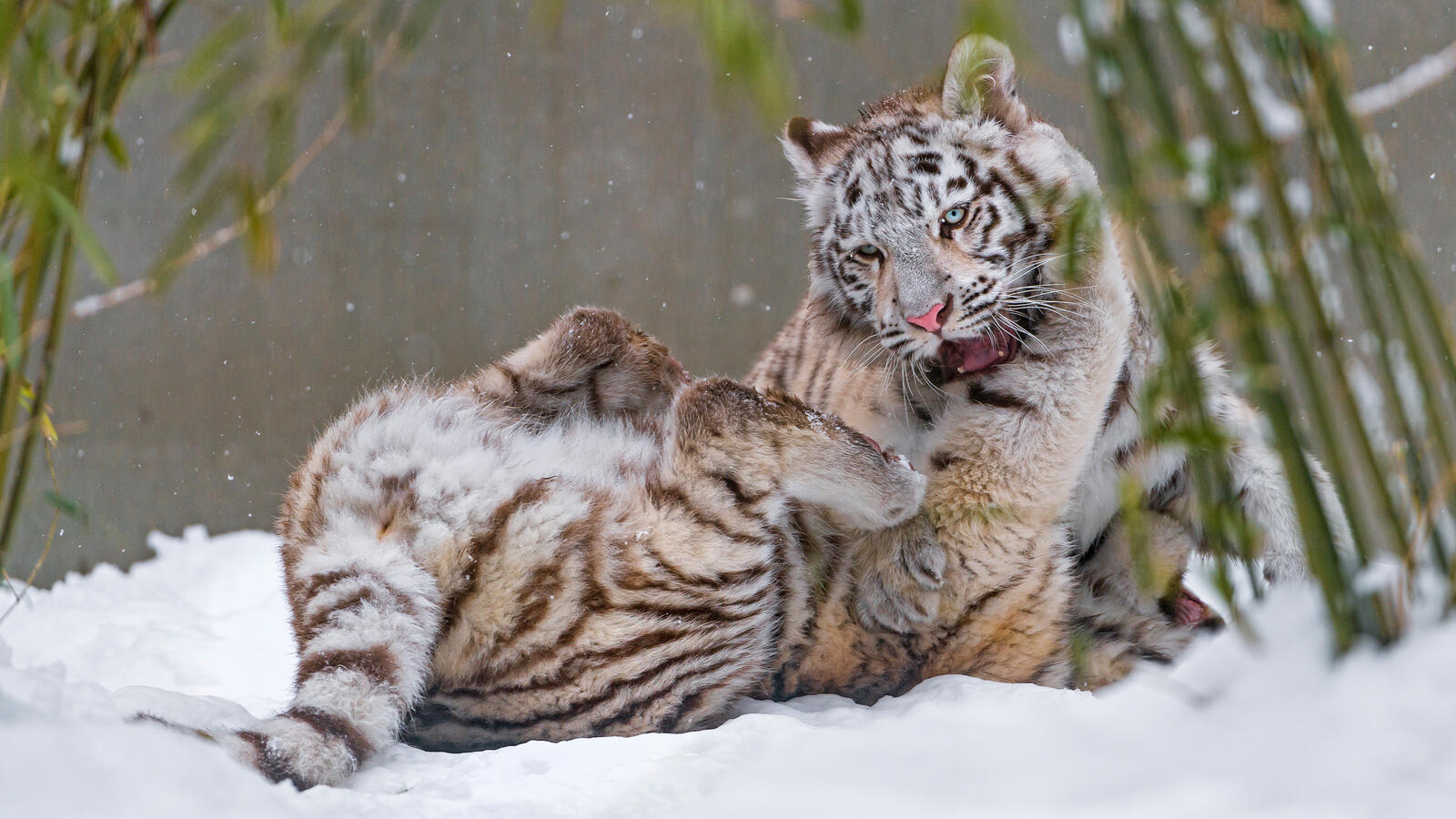 Бесплатное фото Тигрята резвятся на снегу