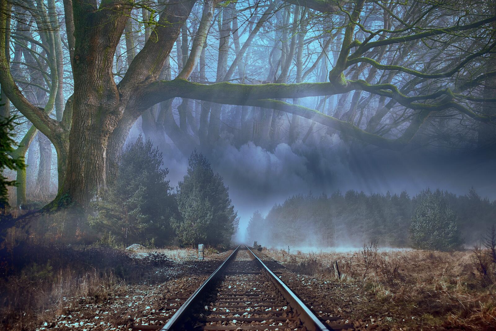 Wallpapers trees fog railroad on the desktop