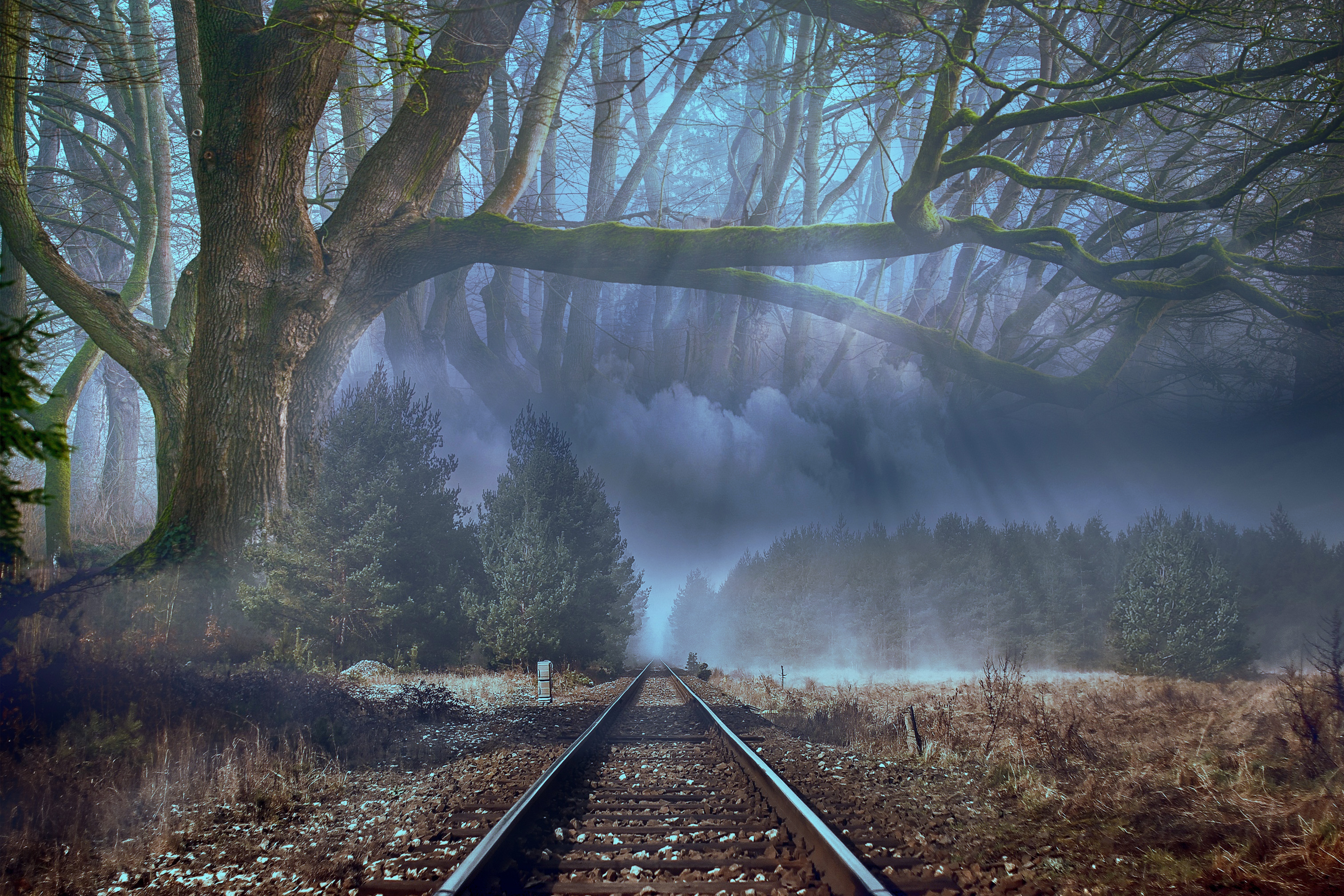 Wallpapers trees fog railroad on the desktop