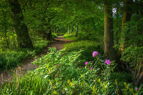 Beautiful pictures on the footpath, forest