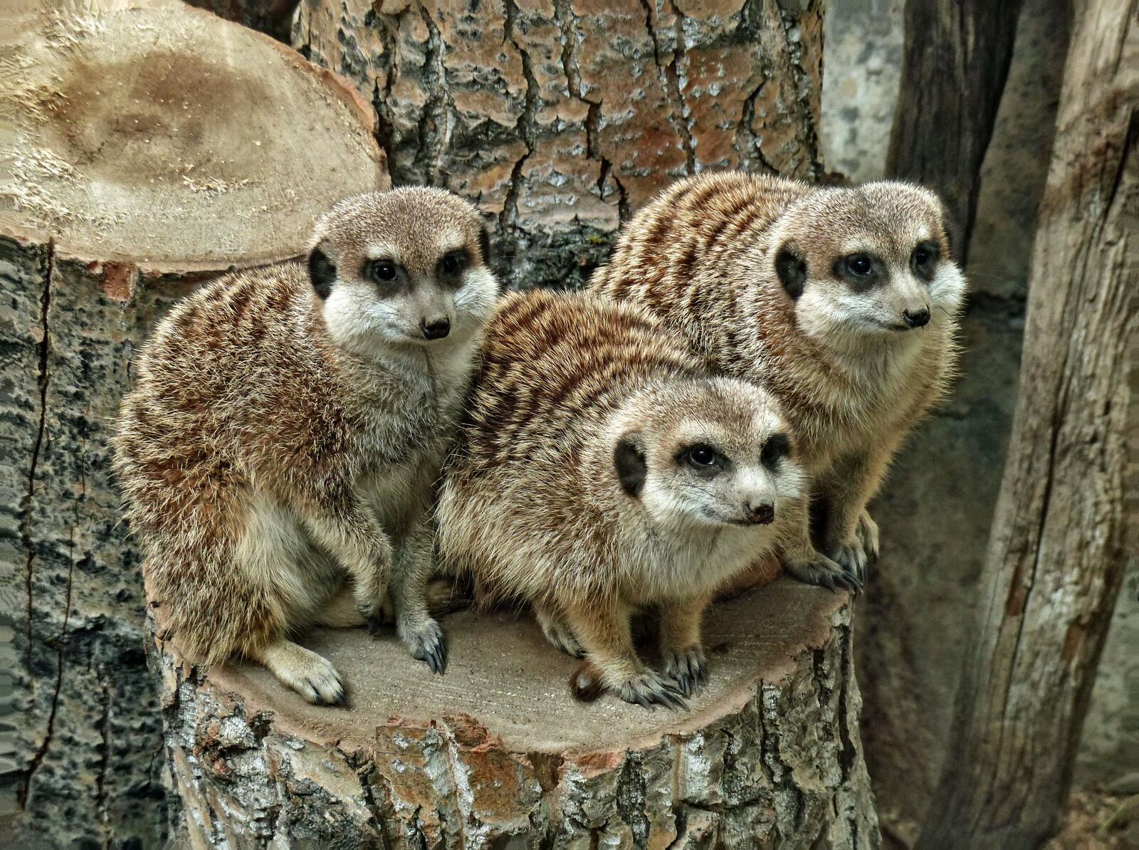 Free photo Three meerkat on a tree stump