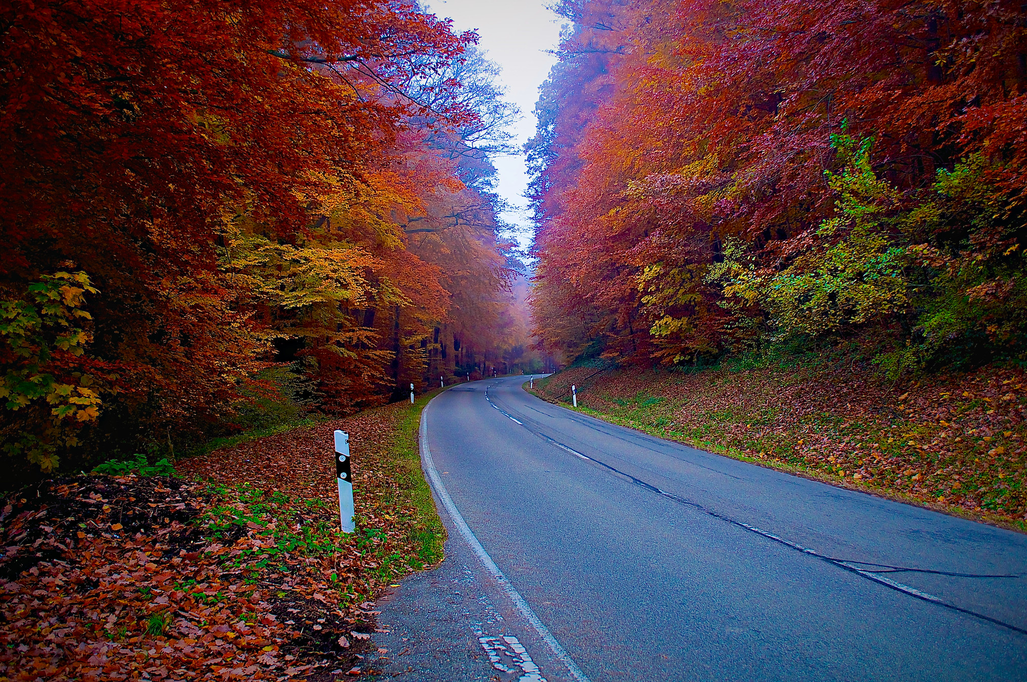 Wallpapers forest autumn colors road on the desktop