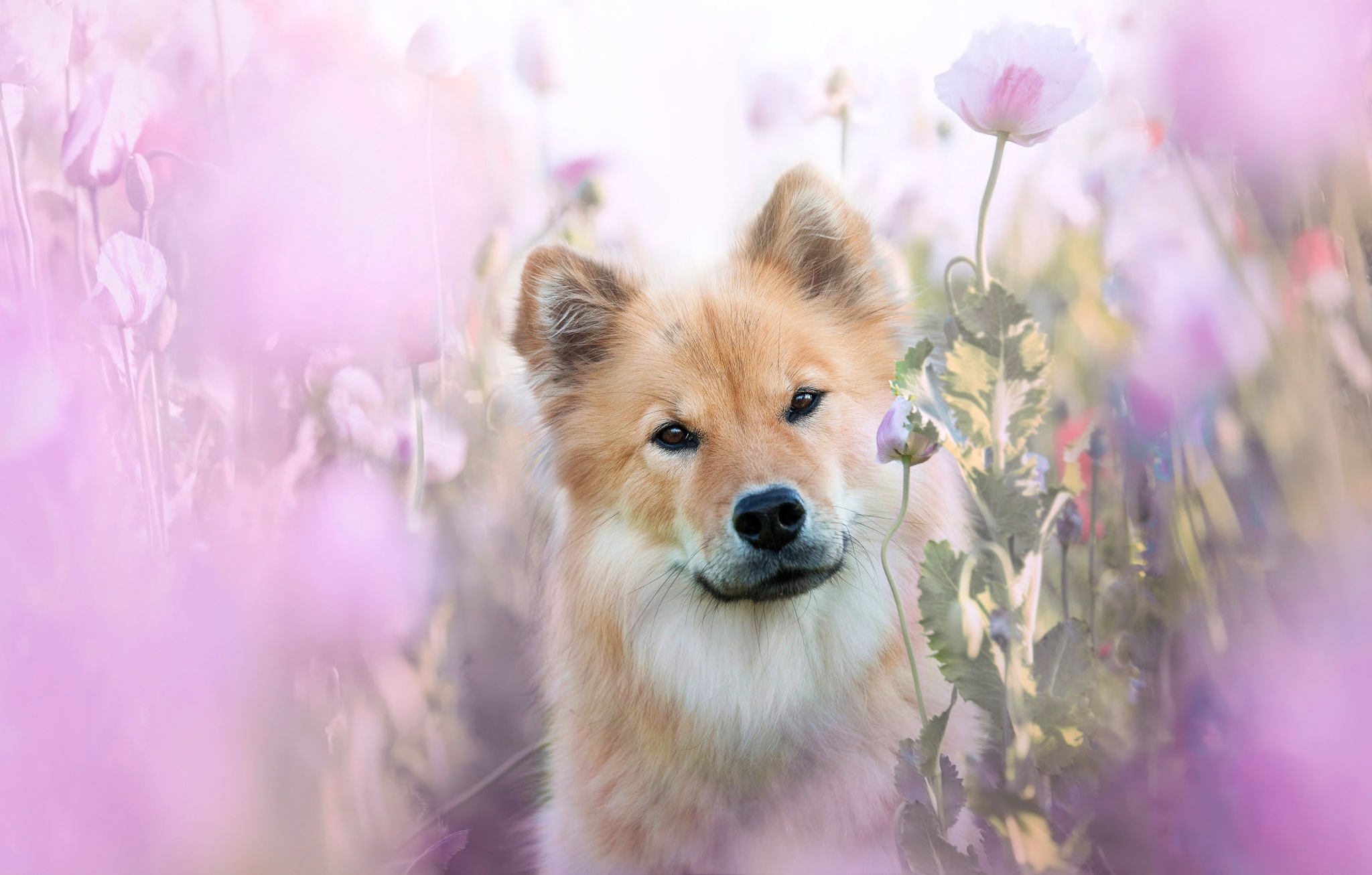 免费照片欧拉塞尔在粉红色的罂粟花中