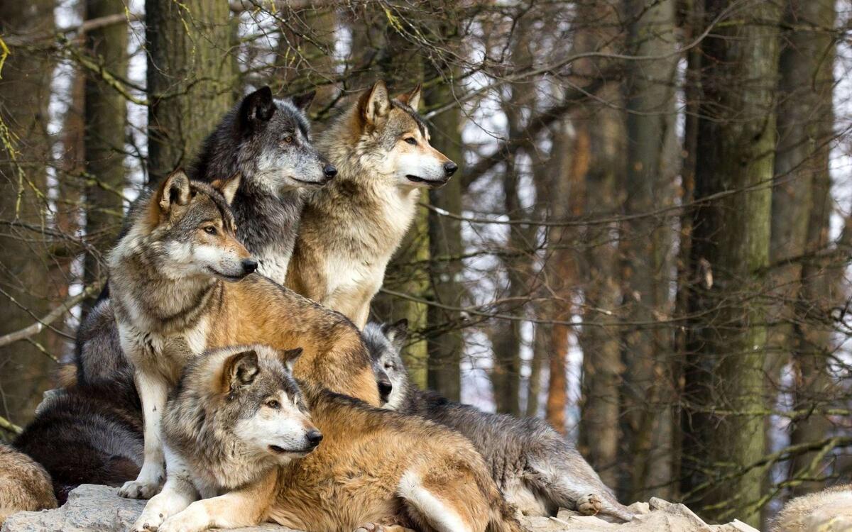 A pack of wild wolves gathered in a pile.