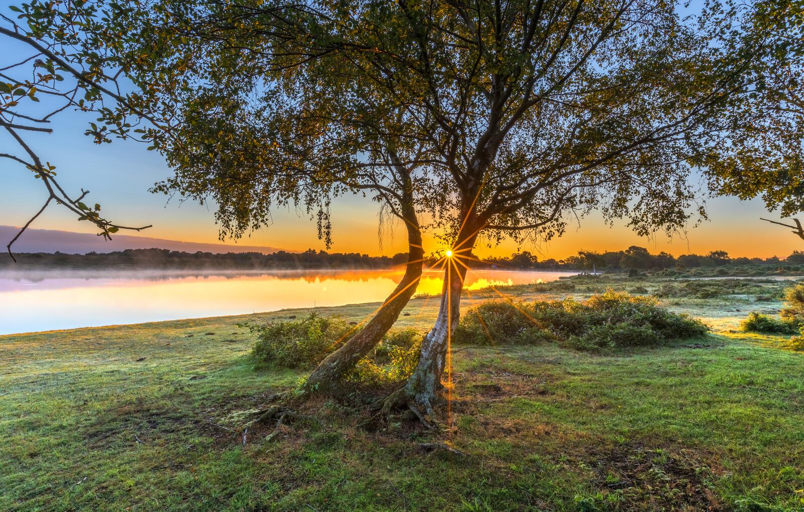 Бесплатное фото Деревья на закате дня