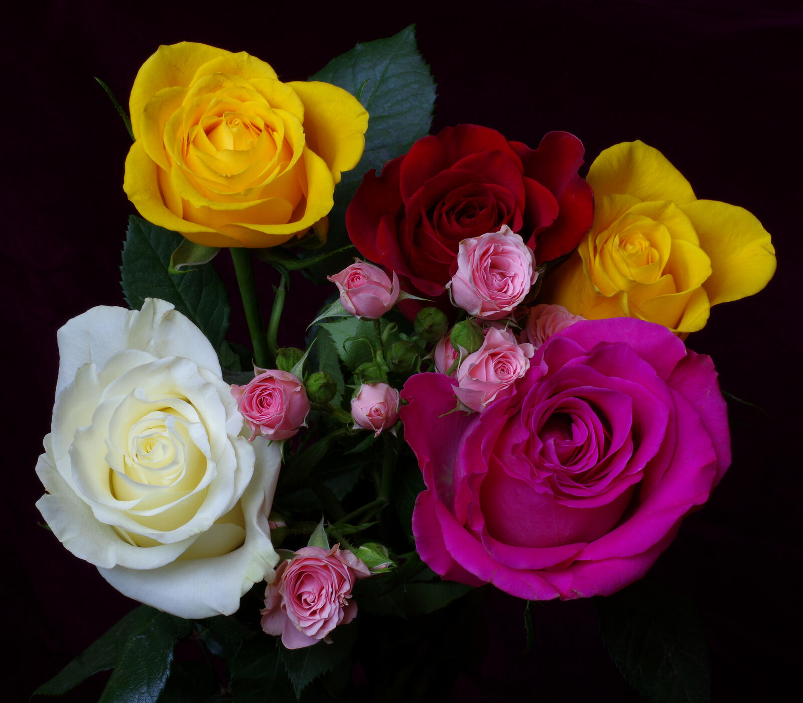 Обои цветы розы цветочные на рабочий стол