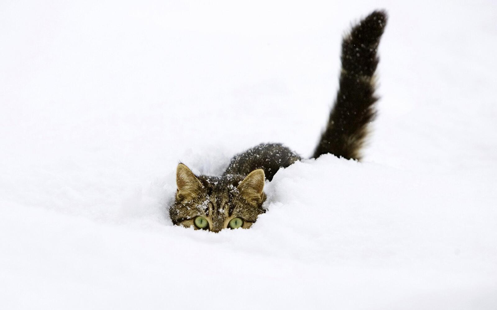 桌面上的壁纸雪崩 雪中猫 机尾