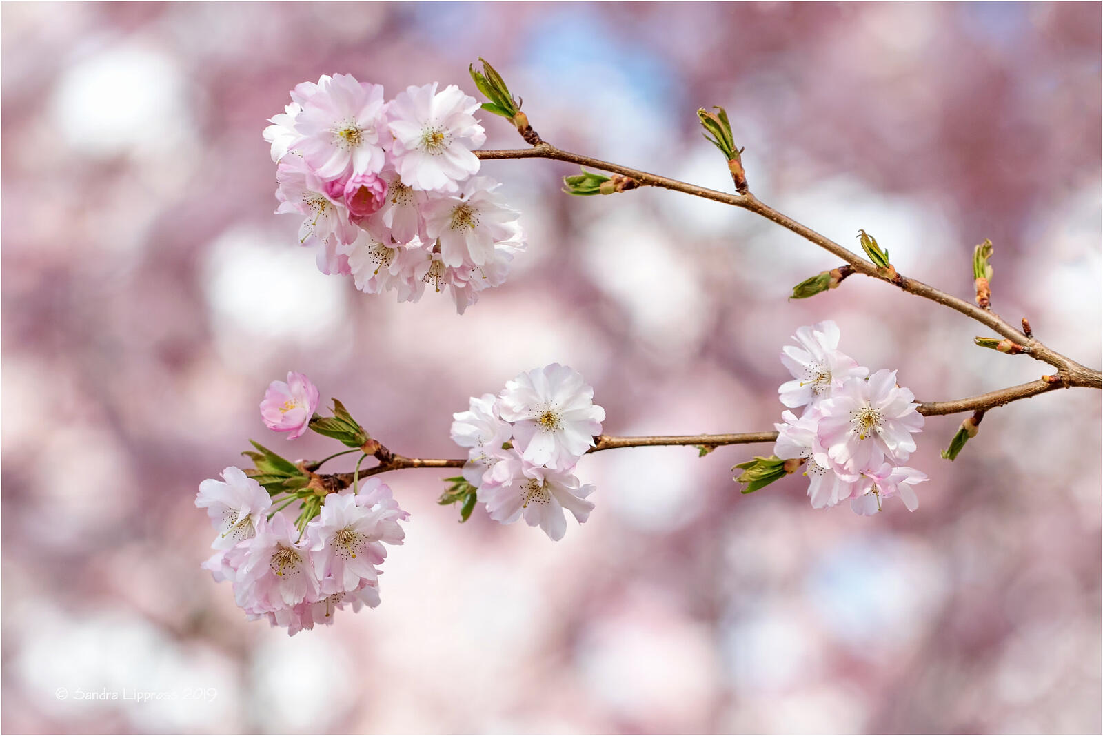 Wallpapers Cherryblossoms spring flowering flowering branch flora on the desktop