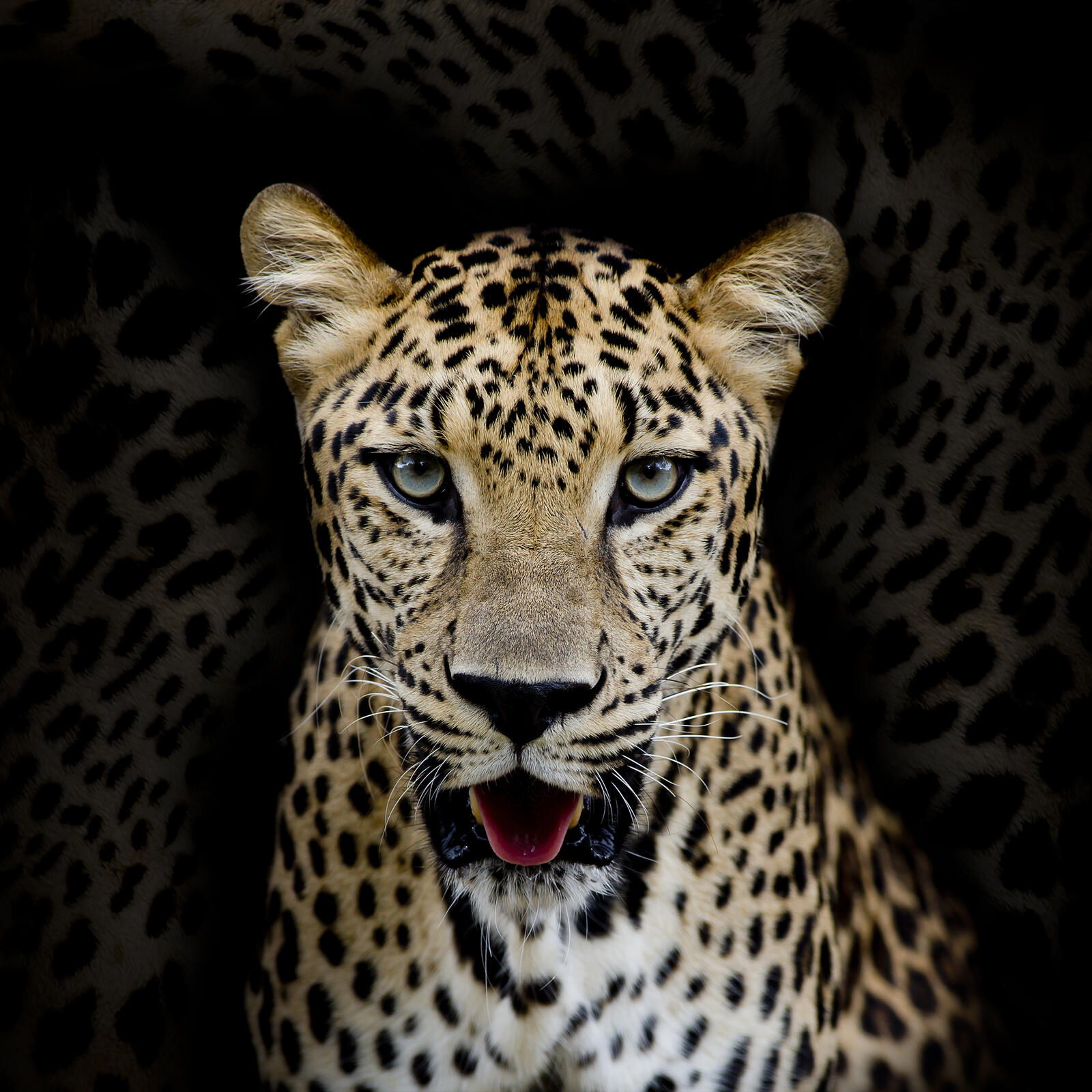 Wallpapers felines predator Leopard portrait on the desktop