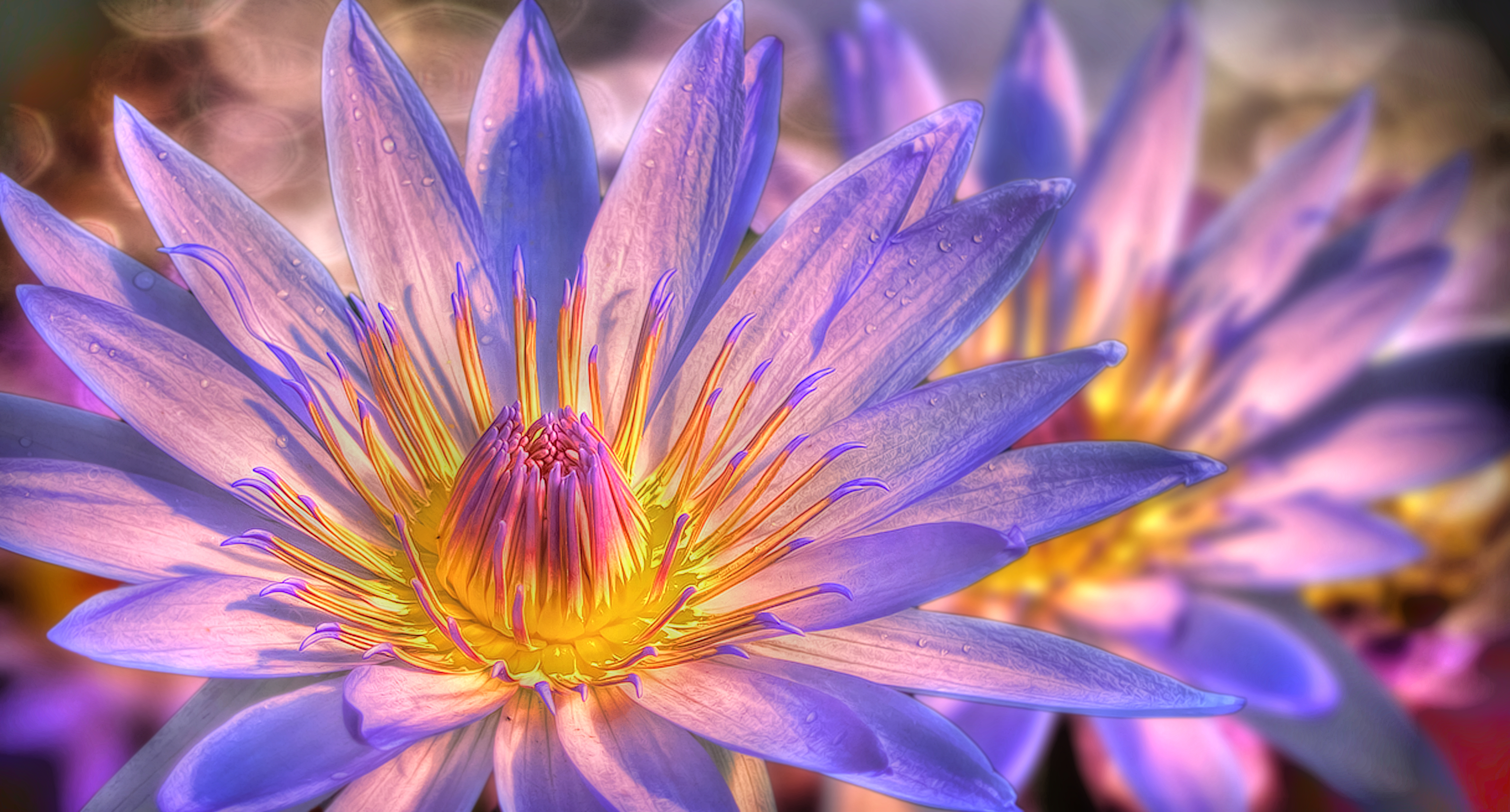 Water lilies in high resolution