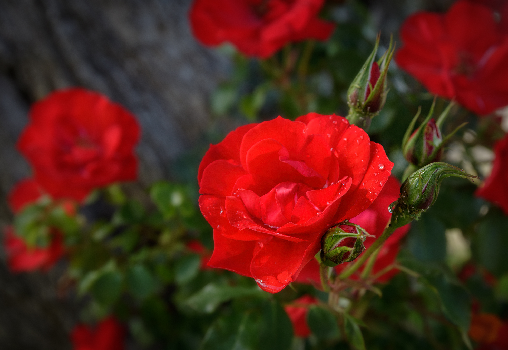 Фото бесплатно дикий цветок, кустарник, розы