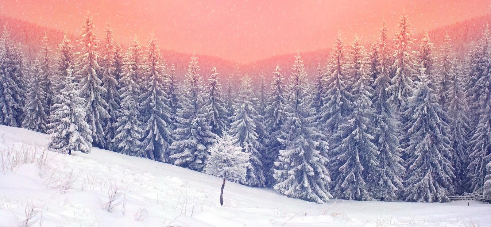 Обои пейзажи снег на деревьях природа на рабочий стол