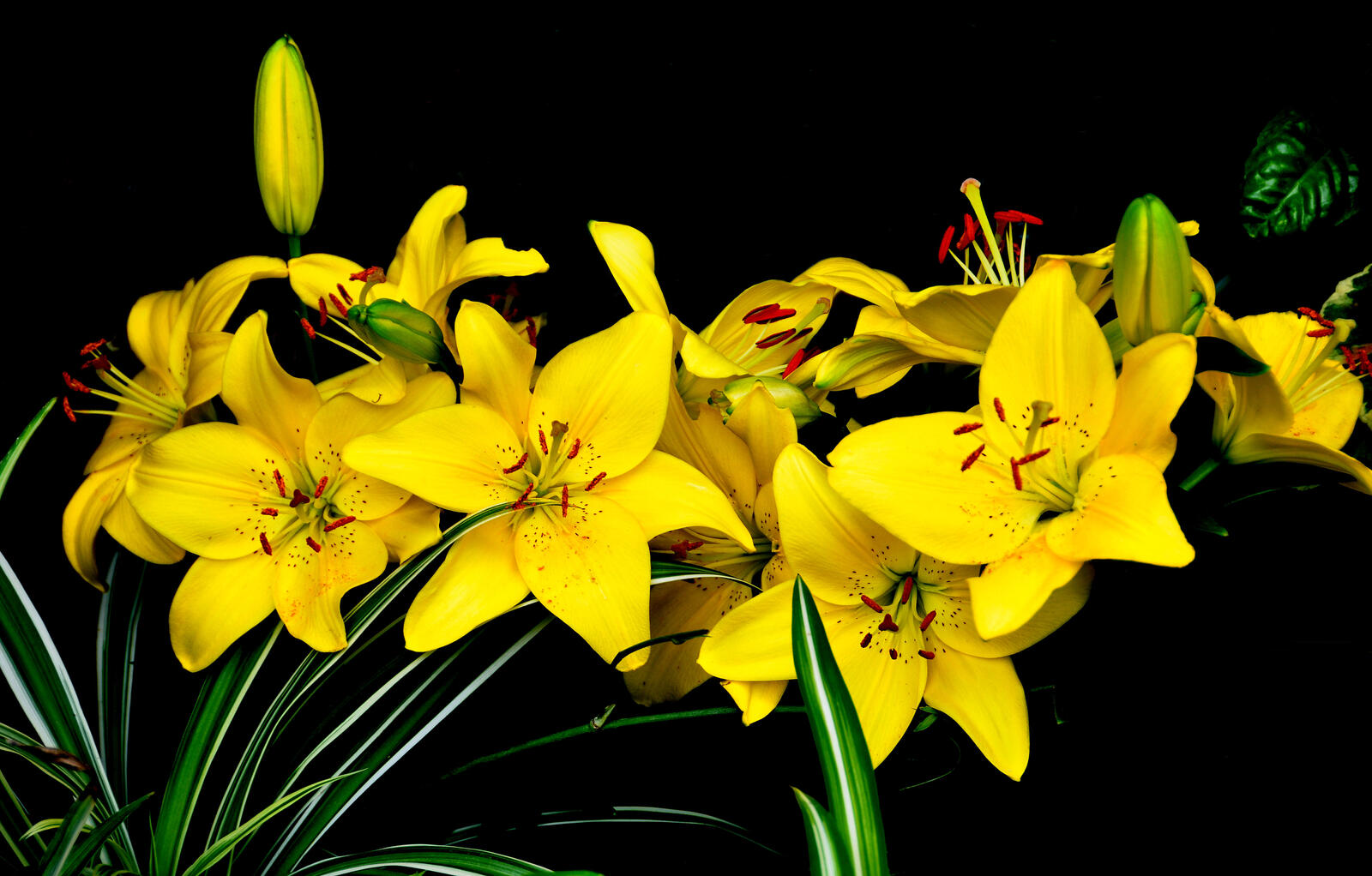 Обои желтые цветы желтые лилии цветы на рабочий стол
