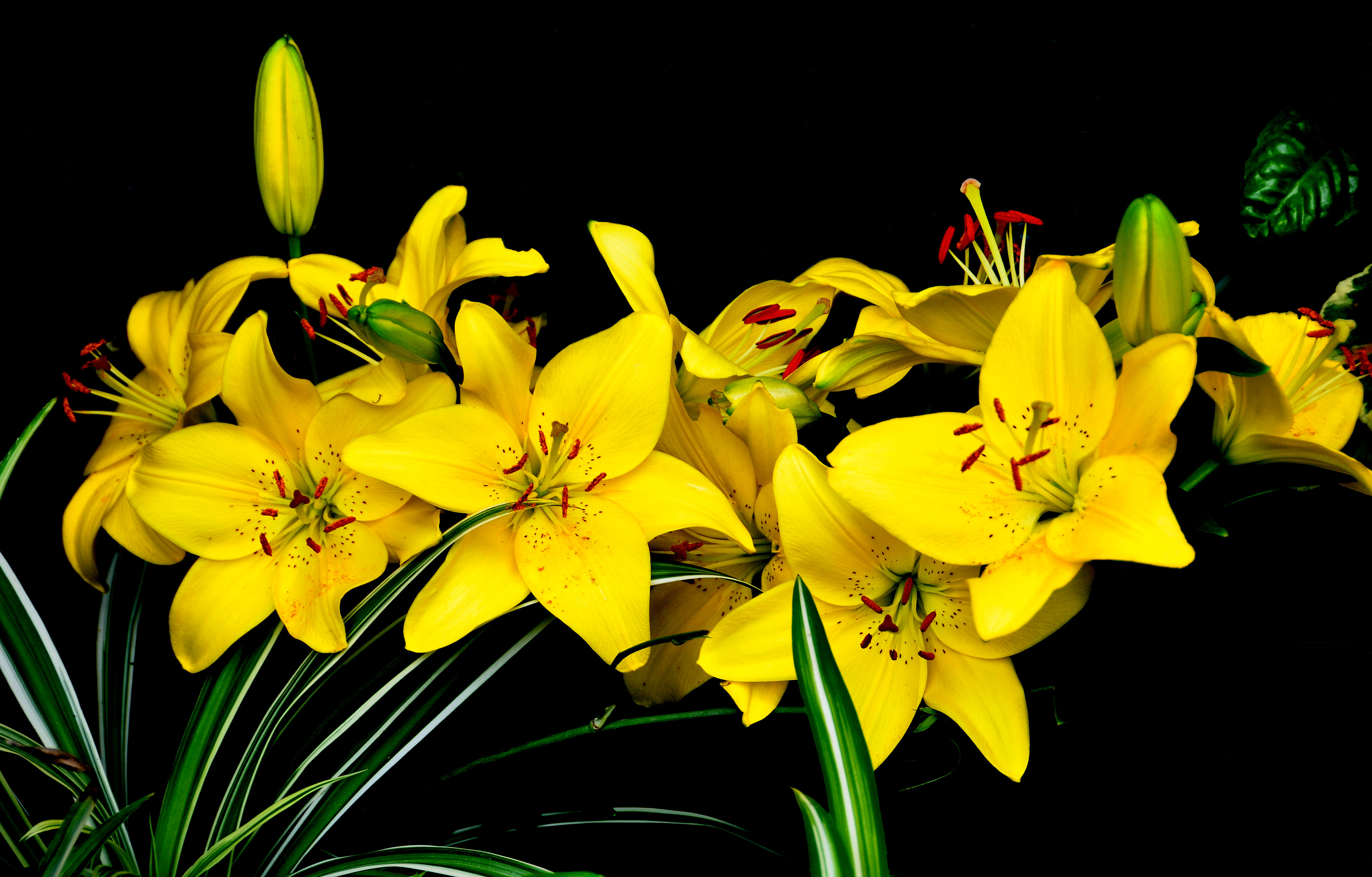 Фото бесплатно желтые цветы, желтые лилии, цветы