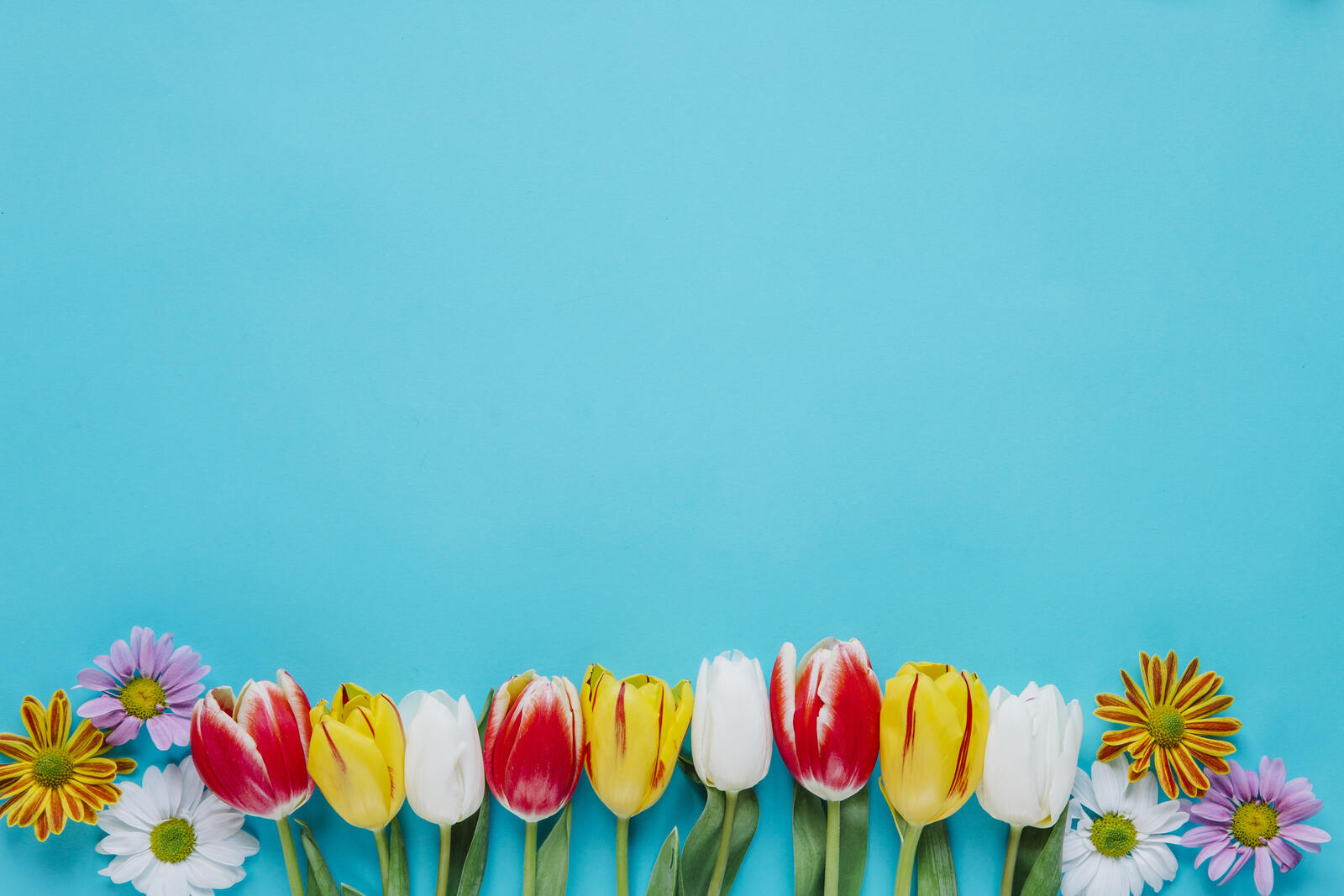 Wallpapers flowers tulips blue background on the desktop
