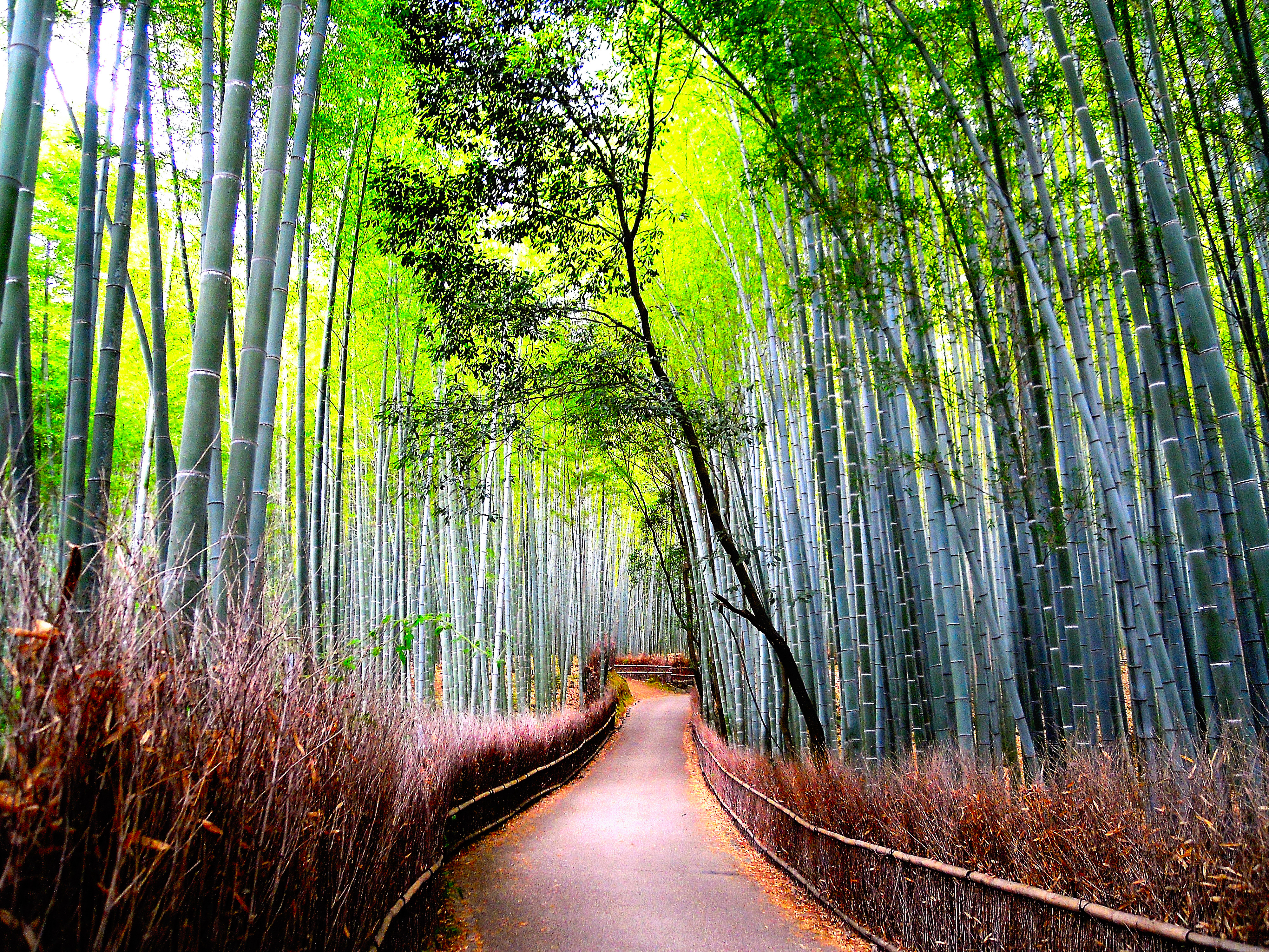 Картинки для печати высокое разрешение. Бамбуковый лес Япония. Cfufyj KTC. Красивые леса. Дорога в бамбуковом лесу.