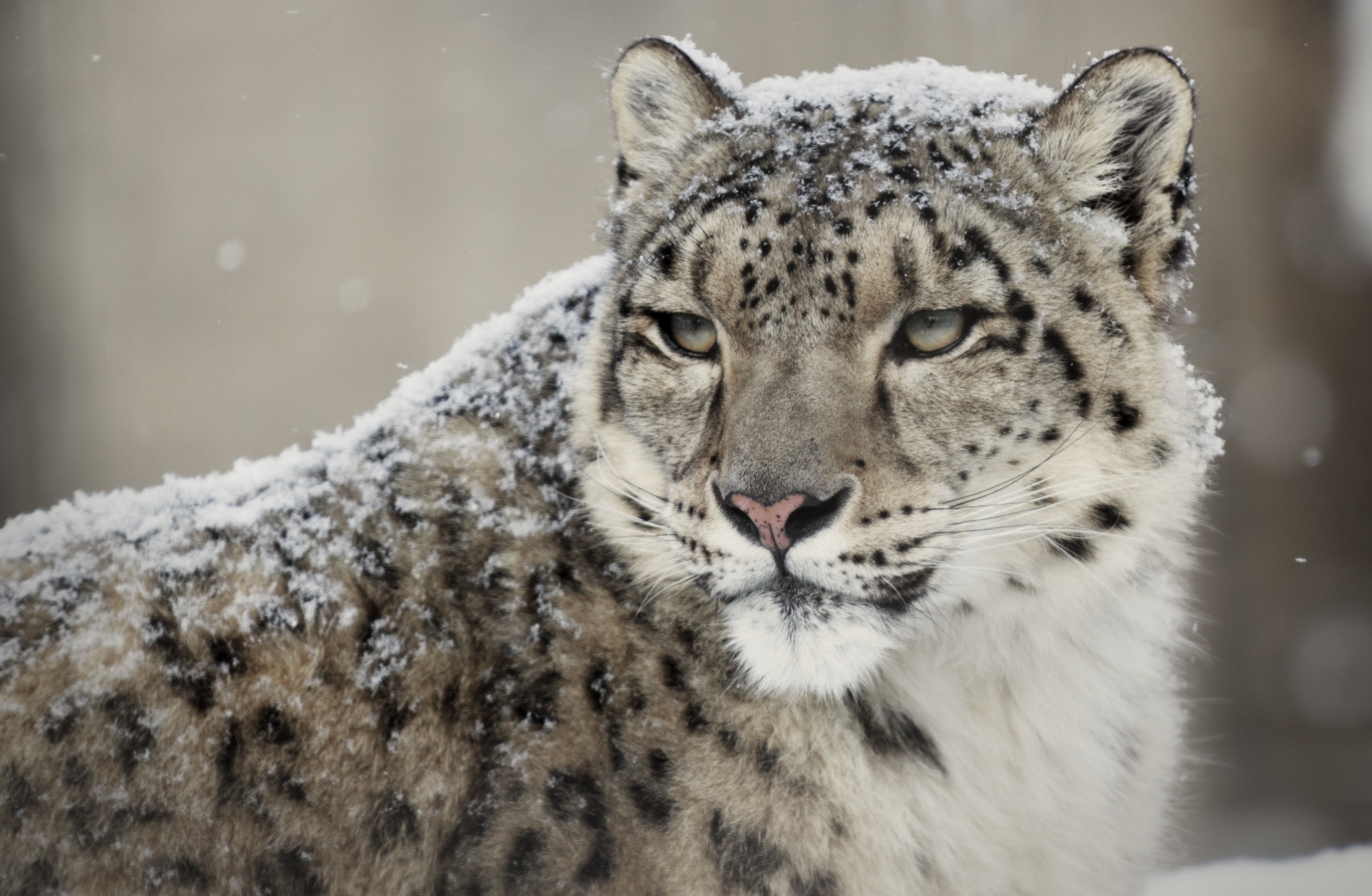 Snow leopard - muzzle