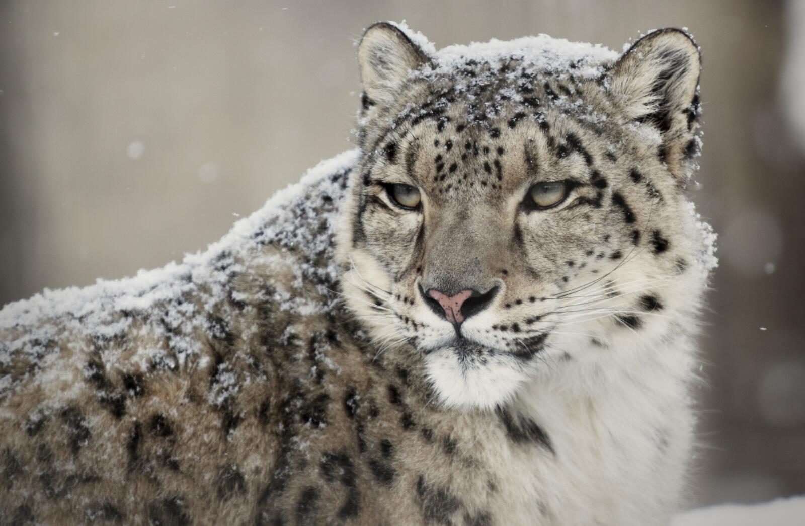 Free photo Snow leopard - muzzle