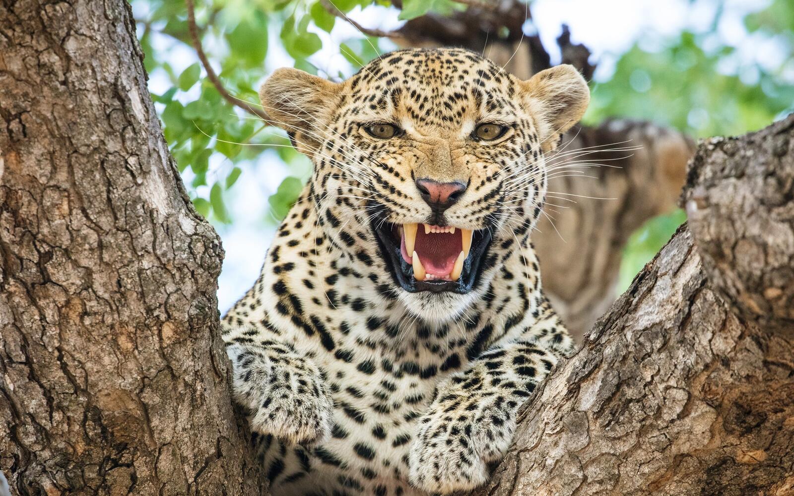 Обои зубы леопард большая кошка на рабочий стол