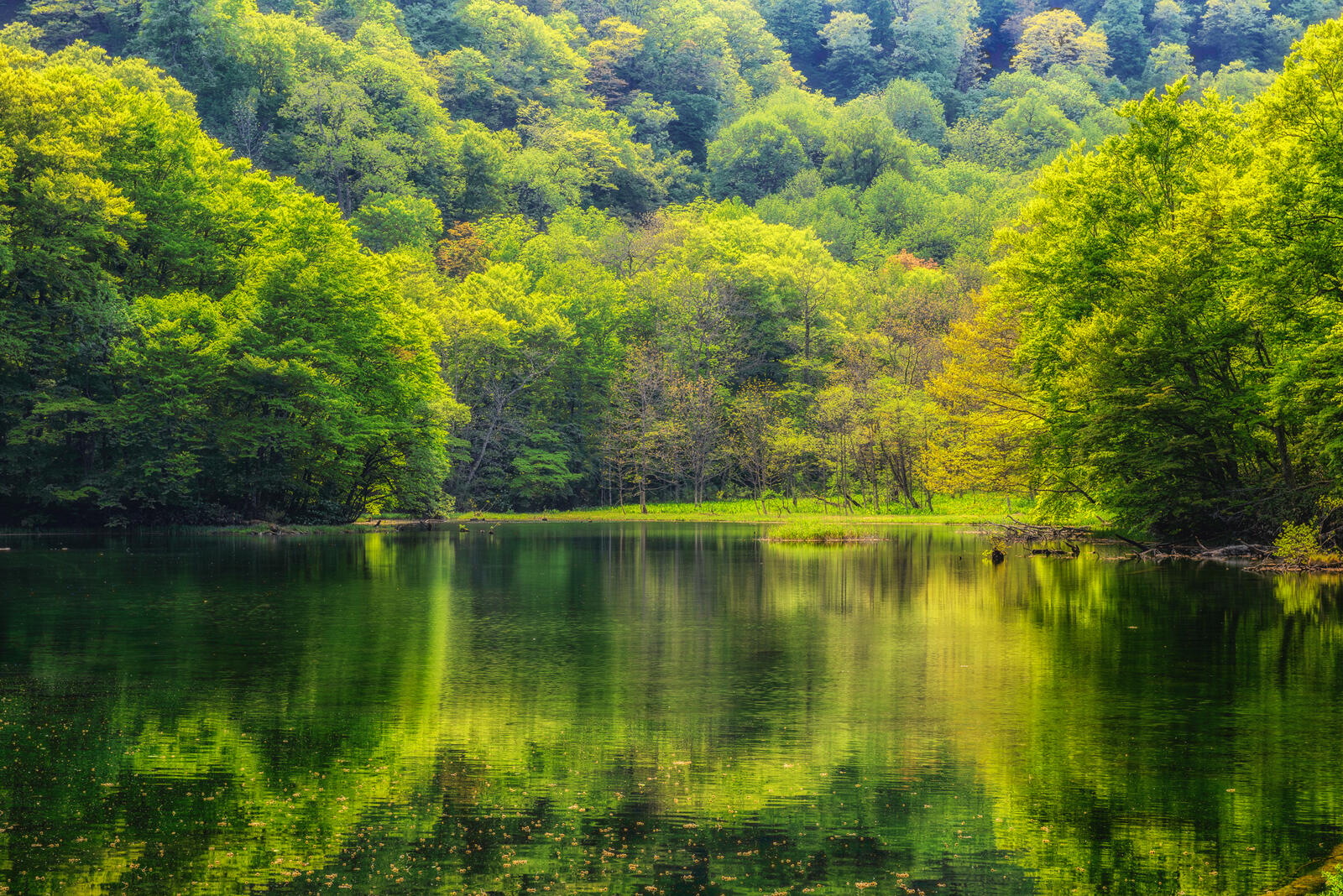 Wallpapers forest body of water green grass on the desktop