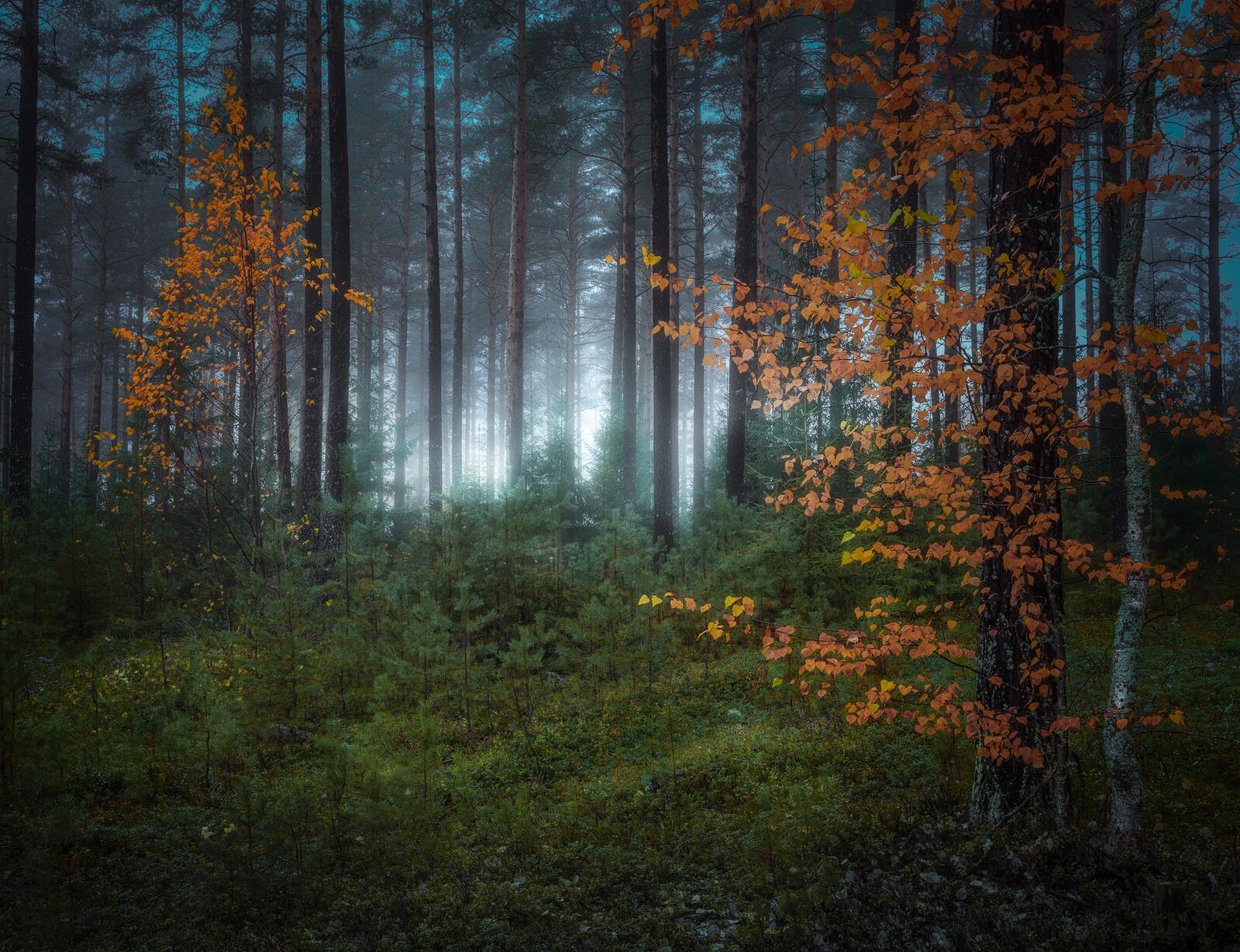 Wallpapers fog dark forest trees on the desktop