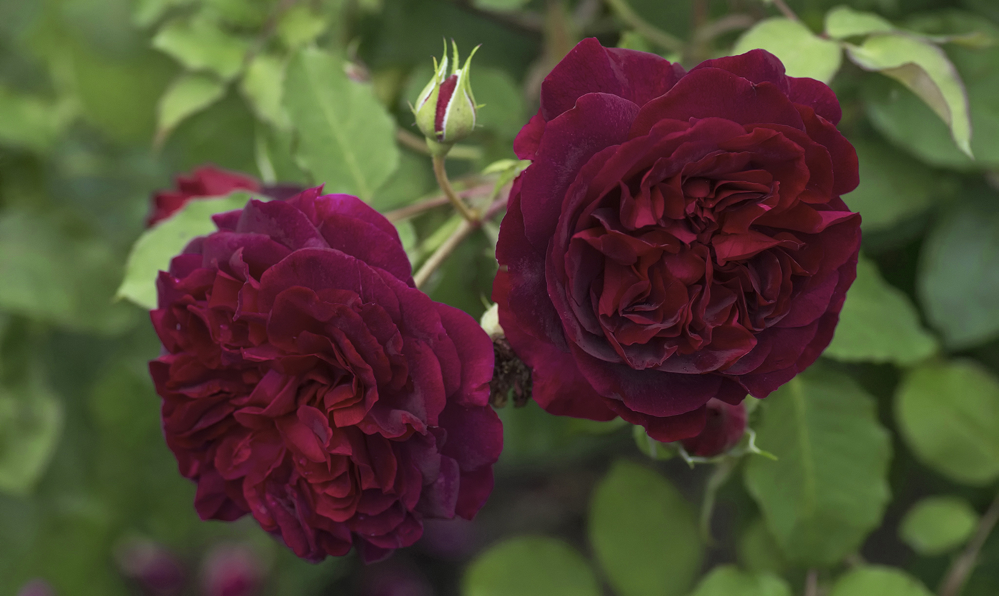 Бесплатное фото Летний кустарник роз