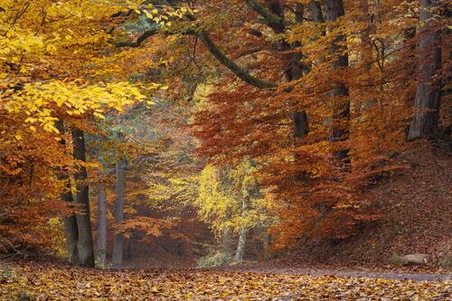 Осенний парк с красивыми деревьями