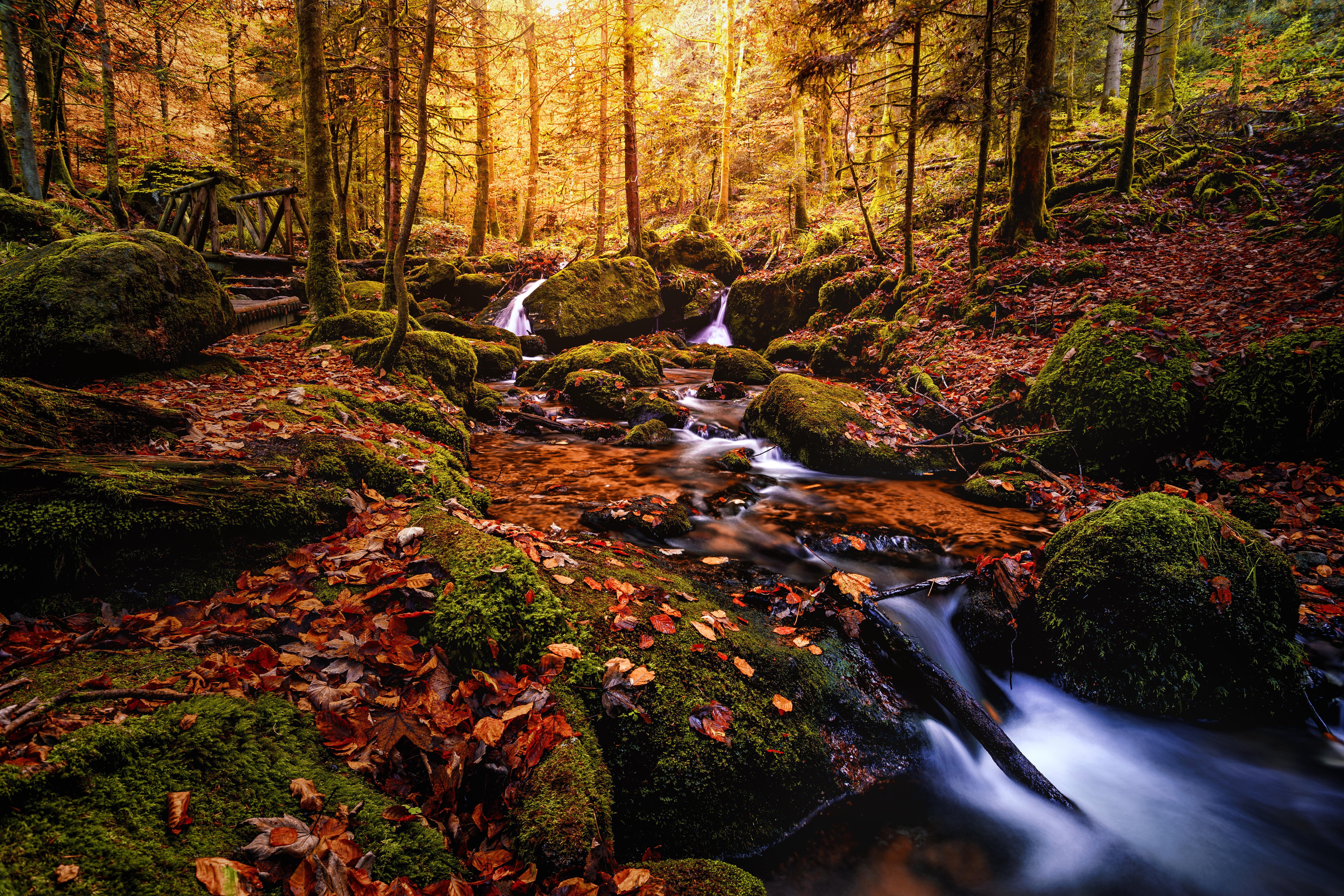 Wallpapers Black forest Germany autumn on the desktop