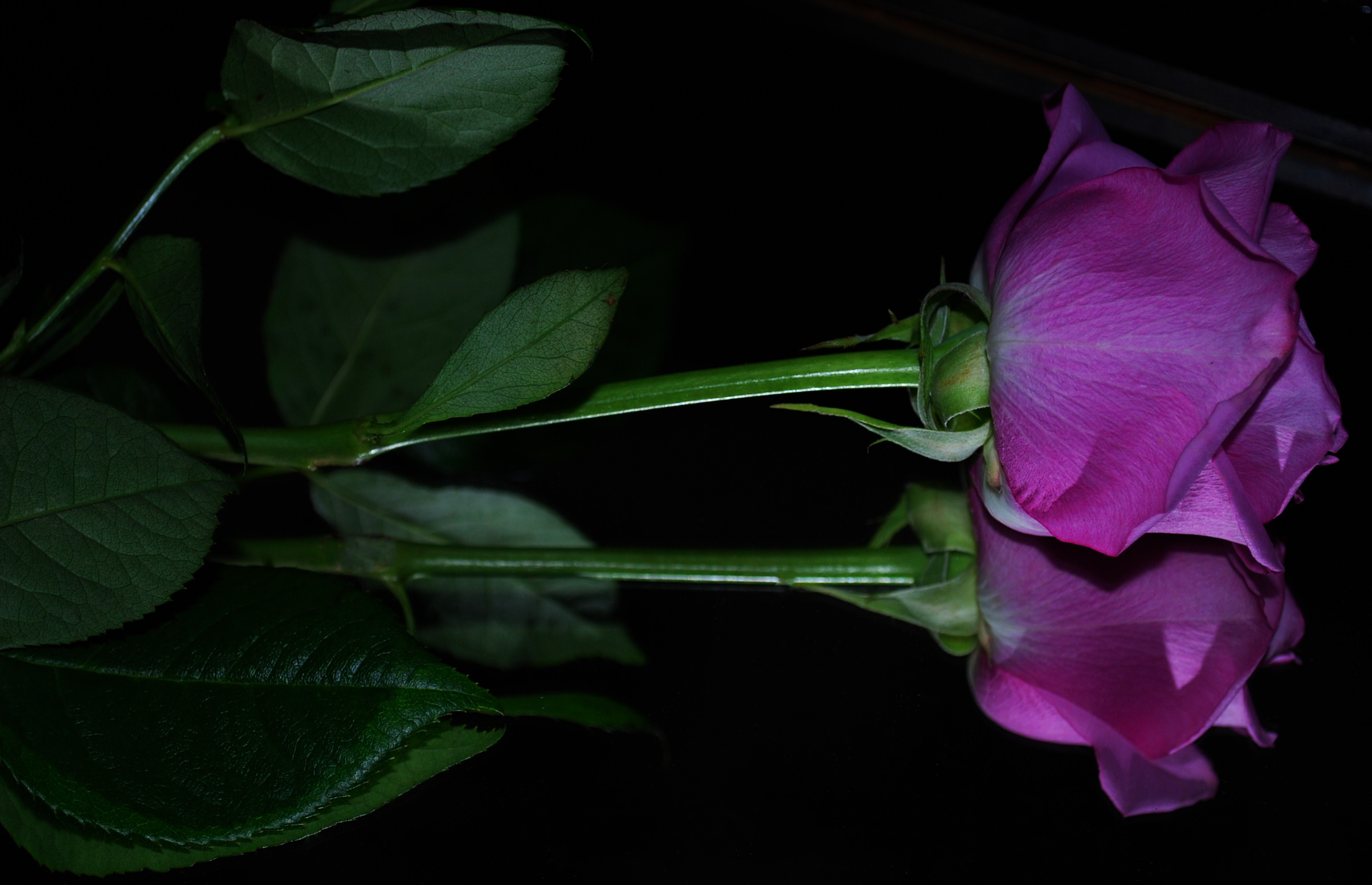 桌面上的壁纸紫色玫瑰 玫瑰 蔷薇花蕾