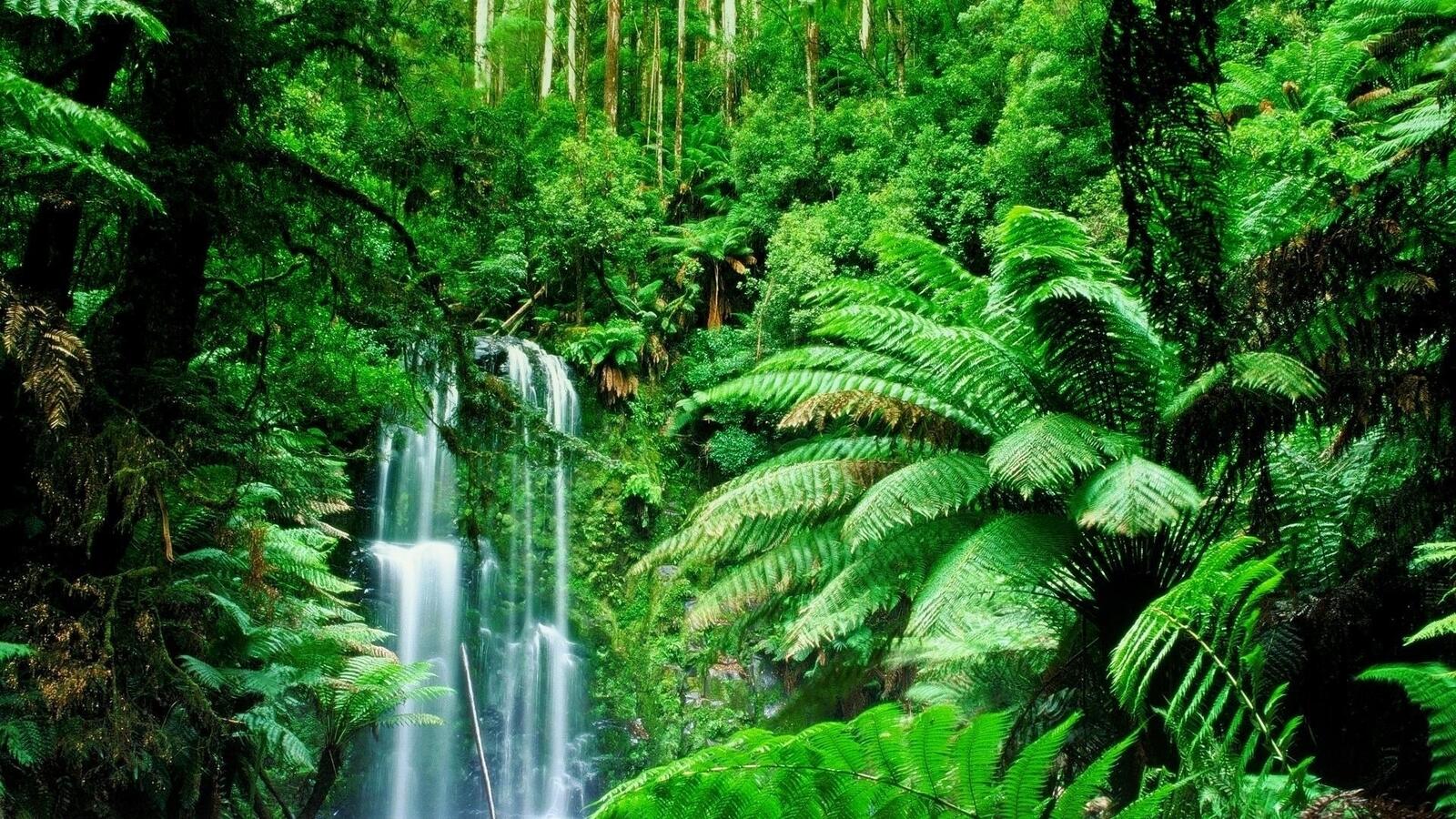 Wallpapers forest green jungle on the desktop