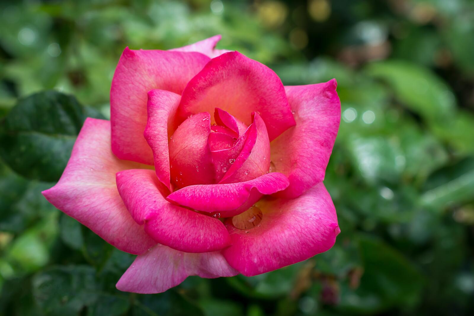 Бесплатное фото Красная роза после дождя