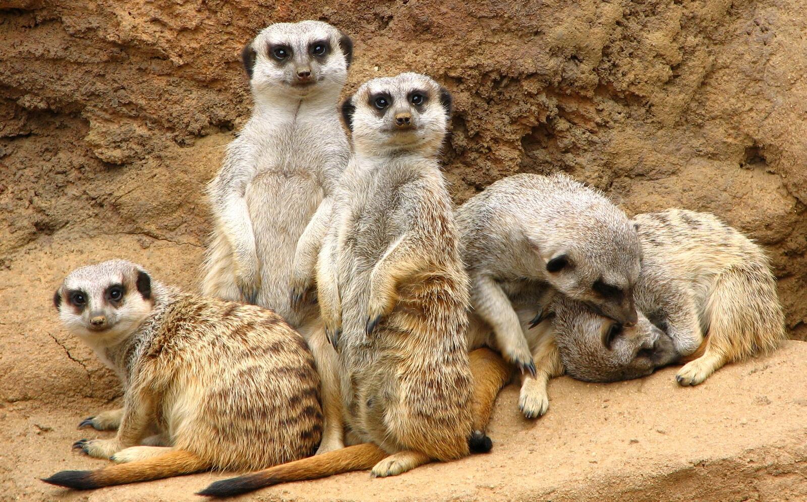 Wallpapers meerkats suricata seeds as well as insects on the desktop